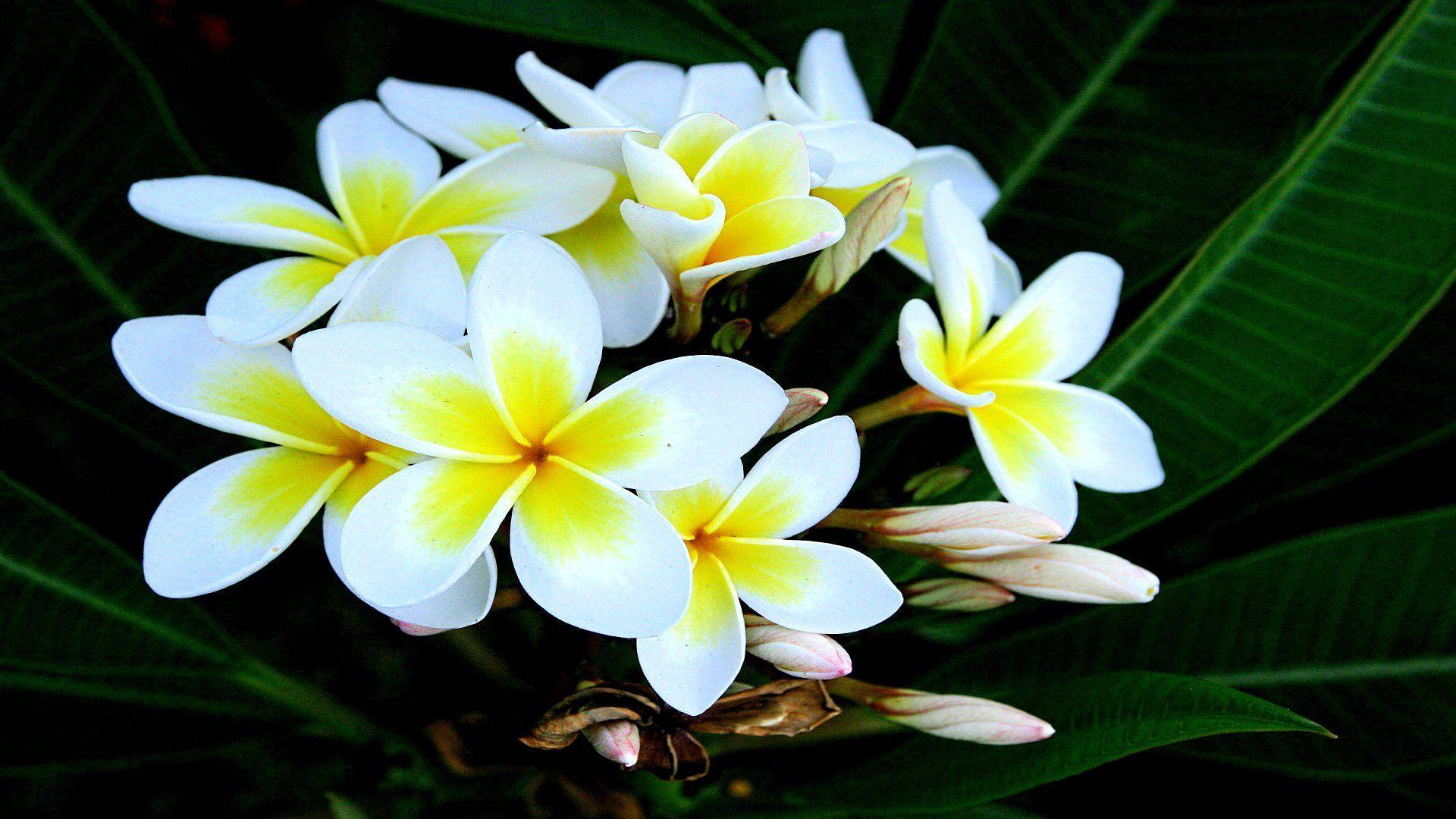 1920x1080 Frangipani Background