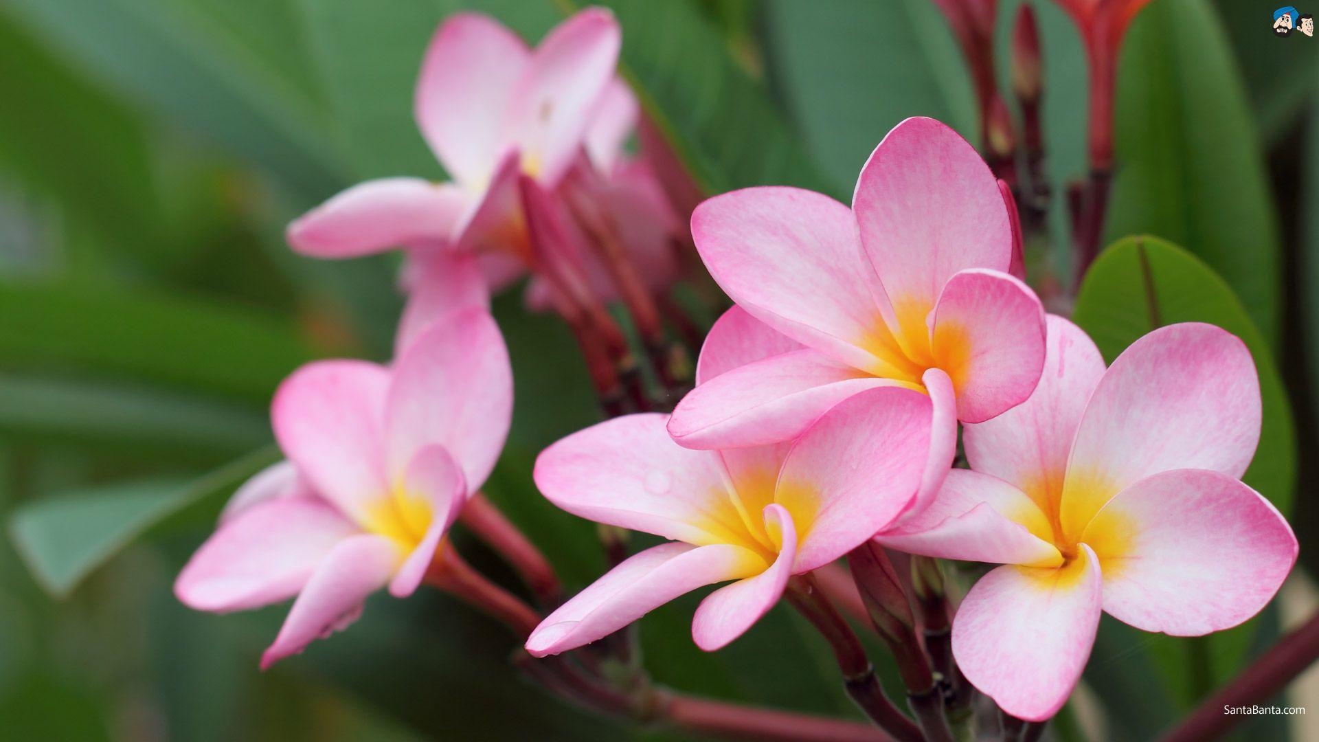 1920x1080 Flower wallpaper