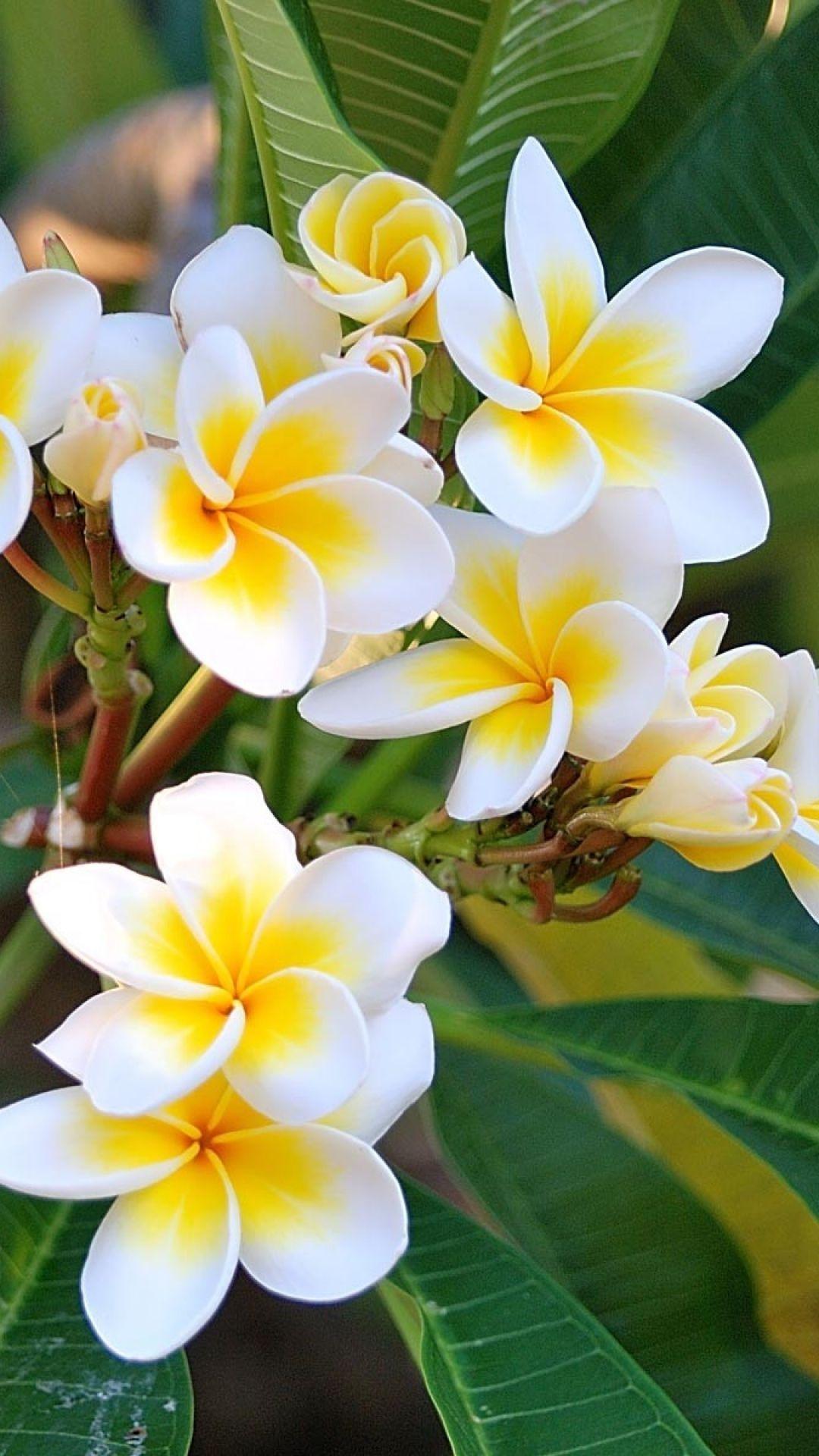 1080x1920 iPhone Wallpaper. Flower, Petal, frangipani, Plant, Flowering plant, Yellow