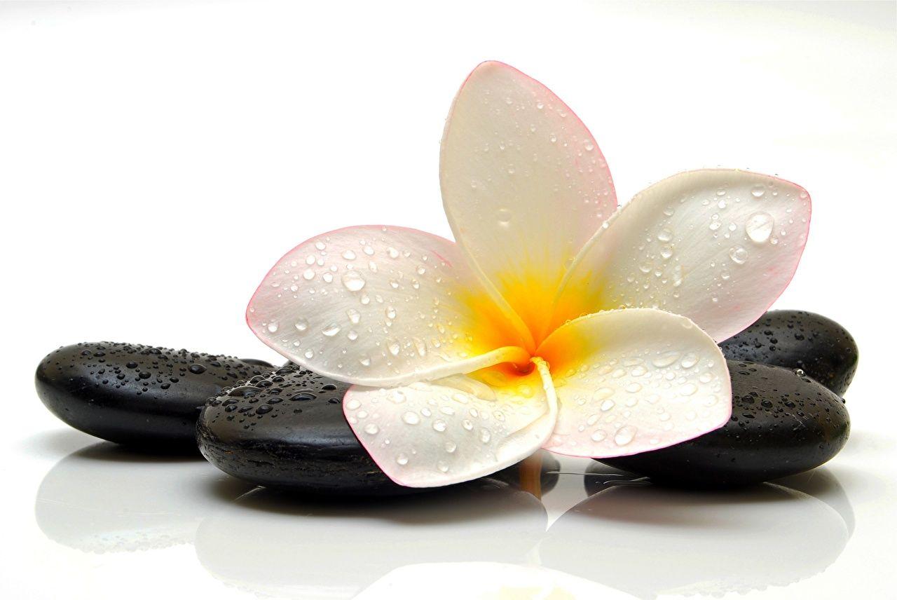 1280x856 Photo Drops Flowers Plumeria Stones