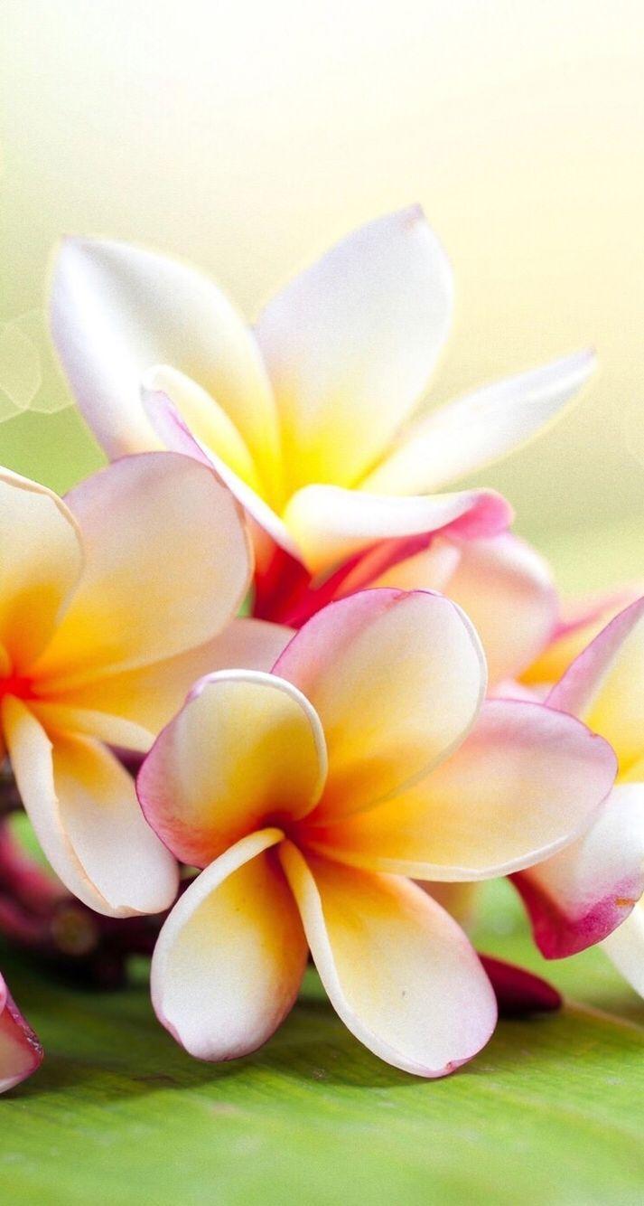 713x1334 Plumeria Wallpaper