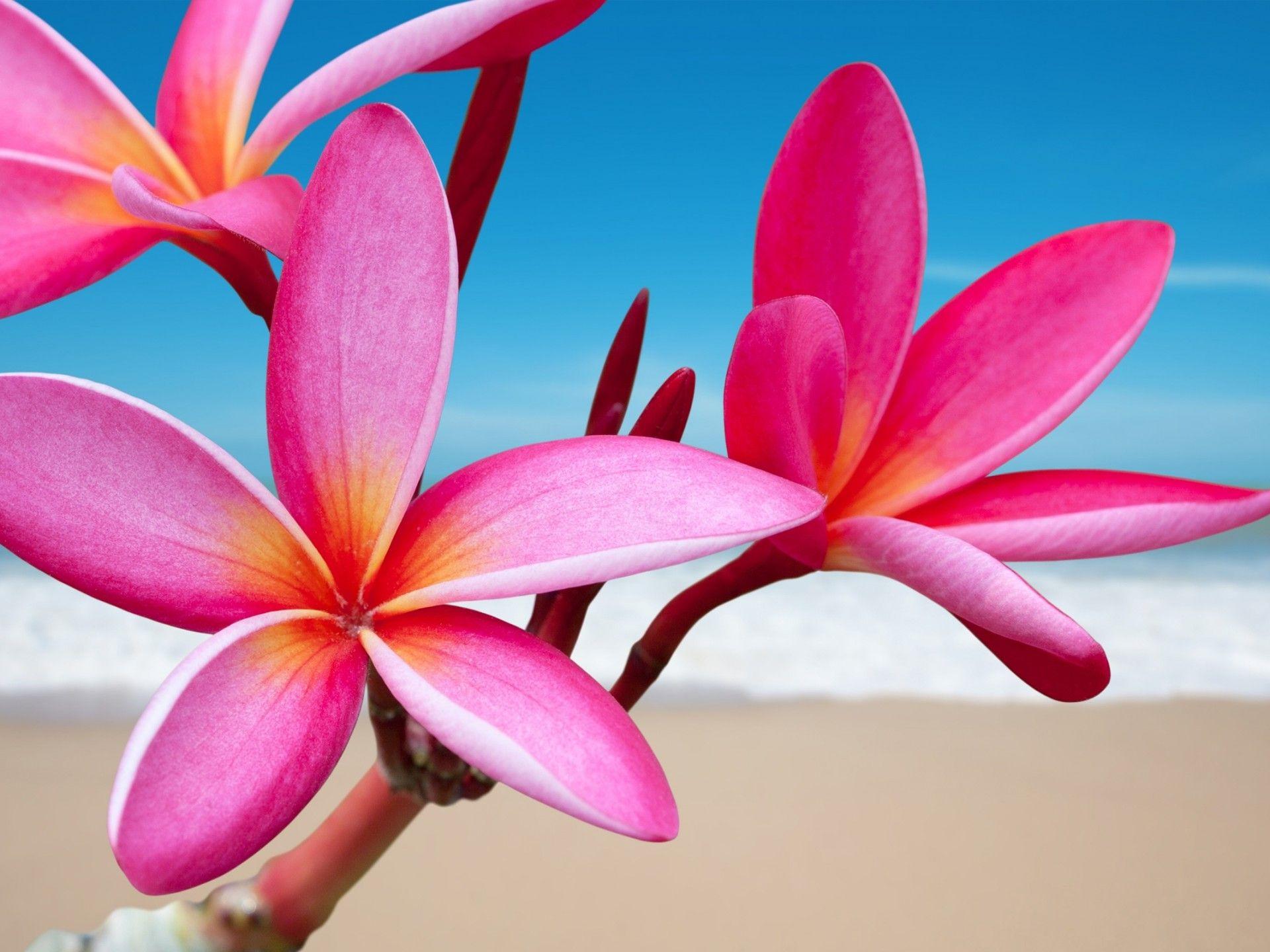 Frangipani Wallpapers - Top Free Frangipani Backgrounds - WallpaperAccess