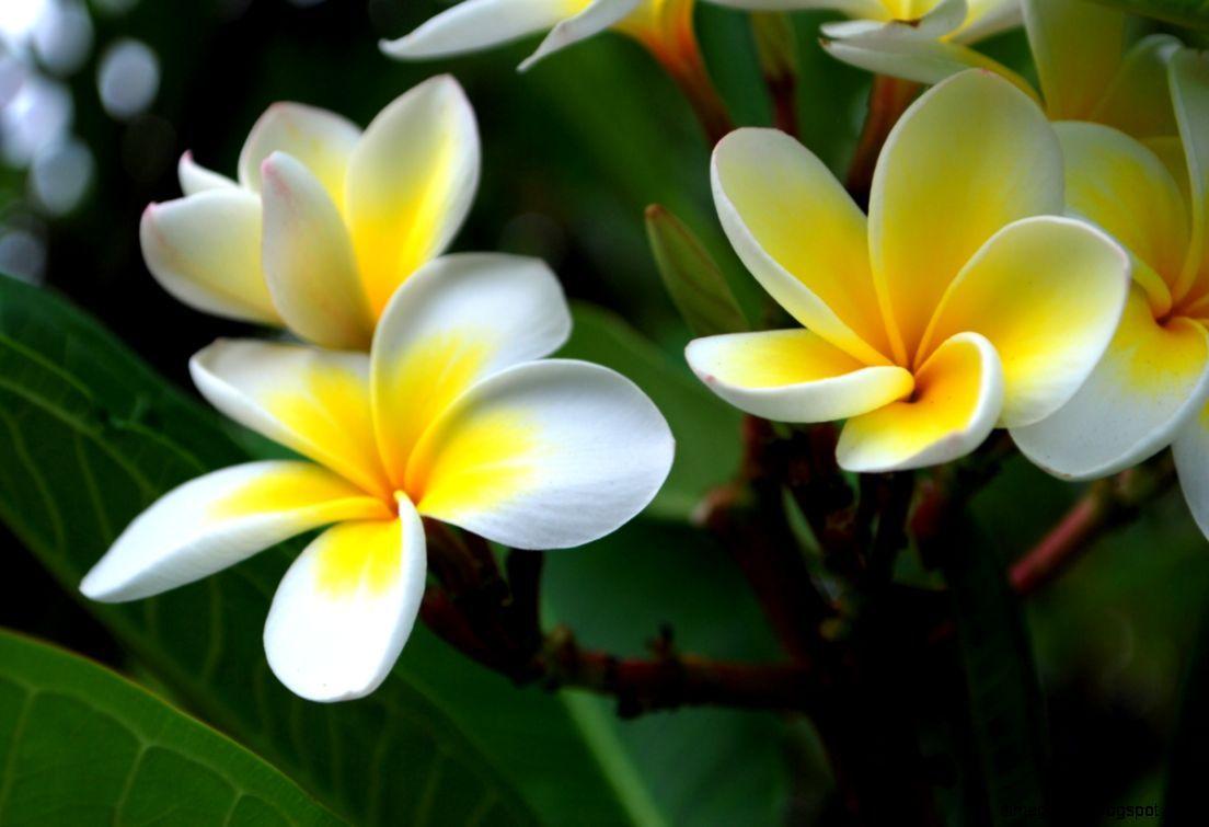 1104x755 Frangipani Flowers