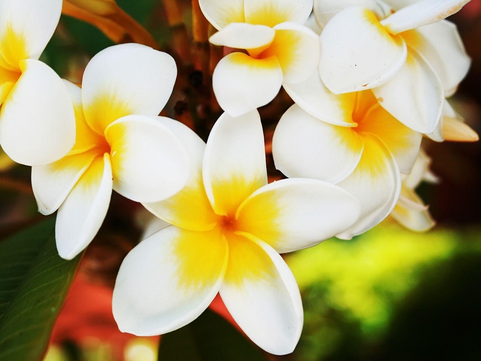 1600x1200 Frangipani Wallpaper Flowers Nature Wallpaper in jpg format for free download