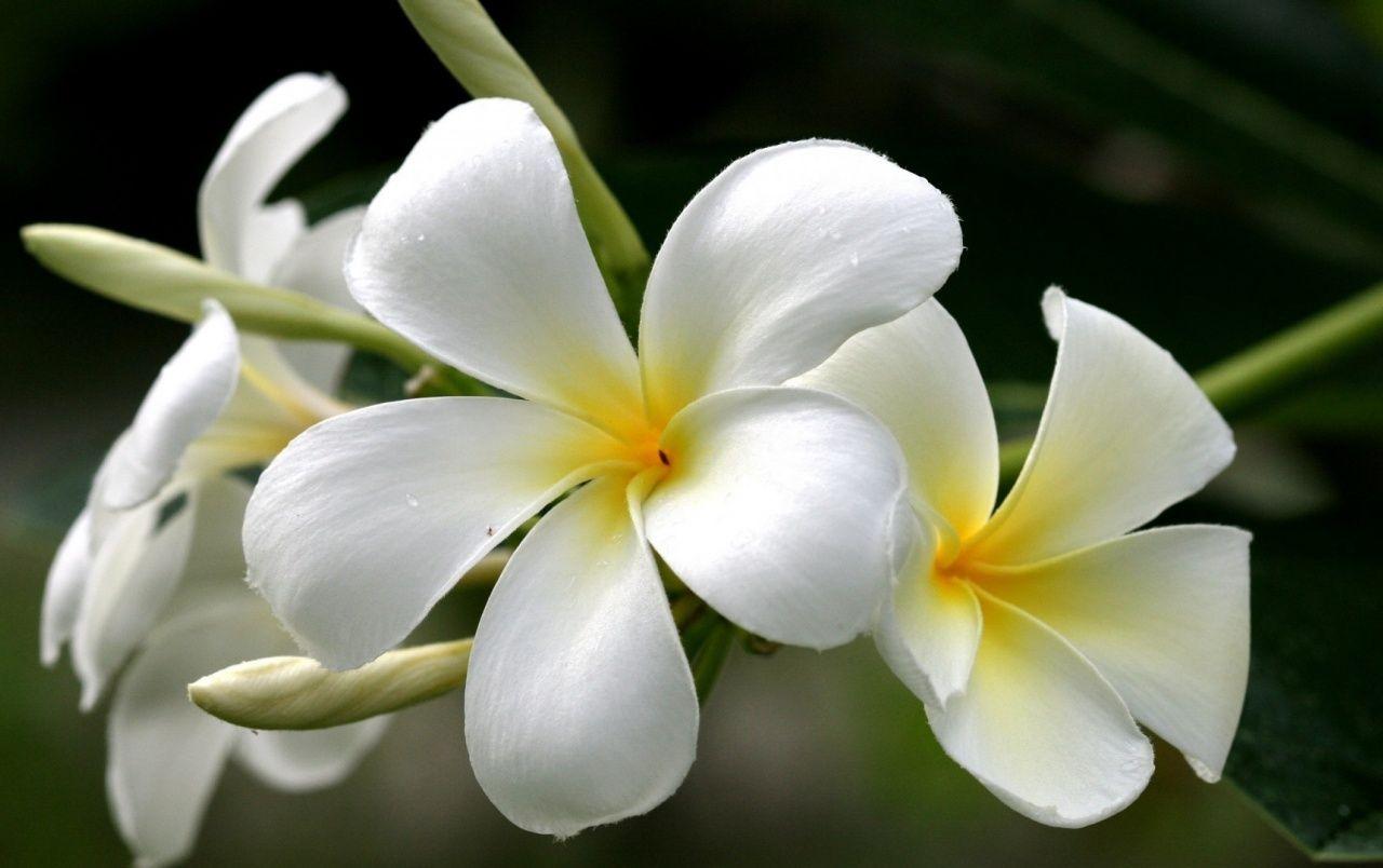 1280x804 Plumeria Frangipani wallpaper. Plumeria Frangipani