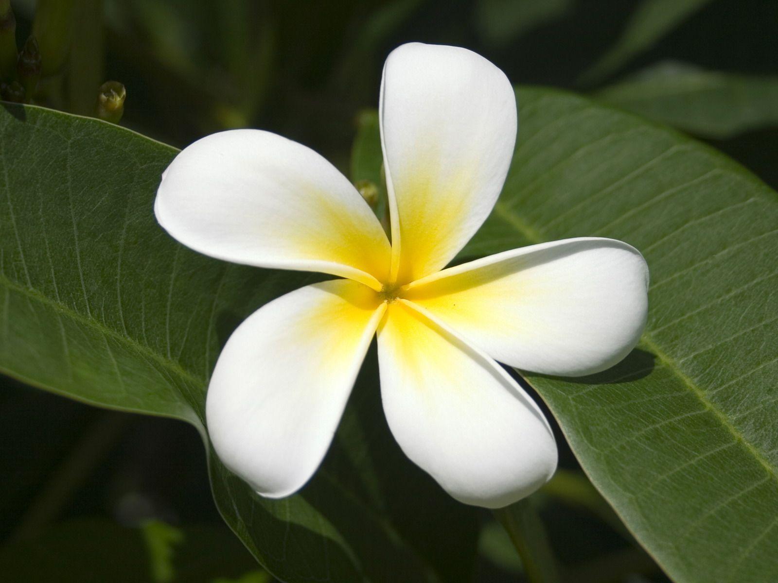 1600x1200 Flowers Wallpaper: Frangipani Flowers Wallpaper