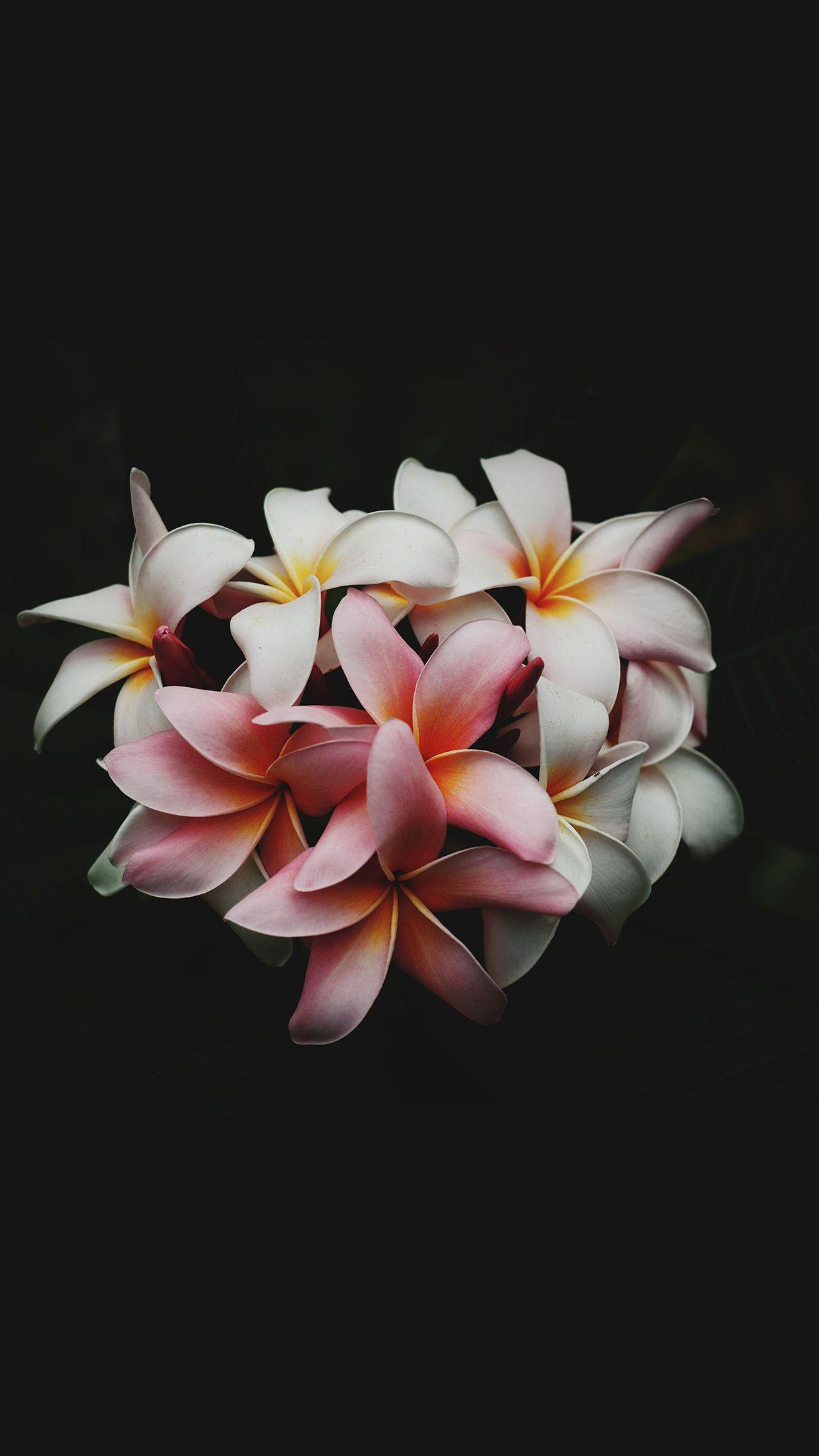 1242x2208 iPhone Wallpaper. frangipani, Flower, Petal, Plant, Pink, Still life photography