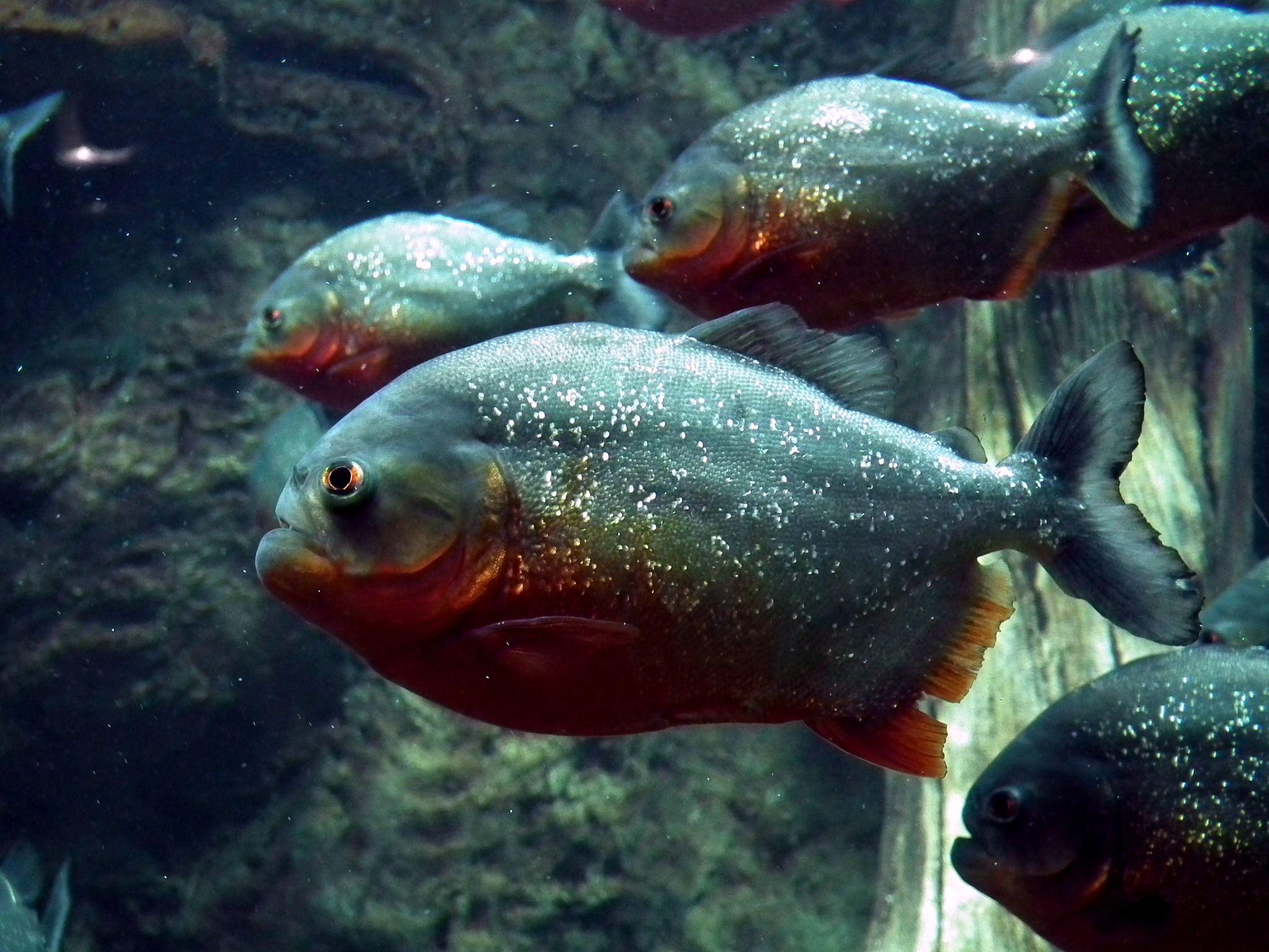 Piranhas Wallpapers - Top Free Piranhas Backgrounds - WallpaperAccess