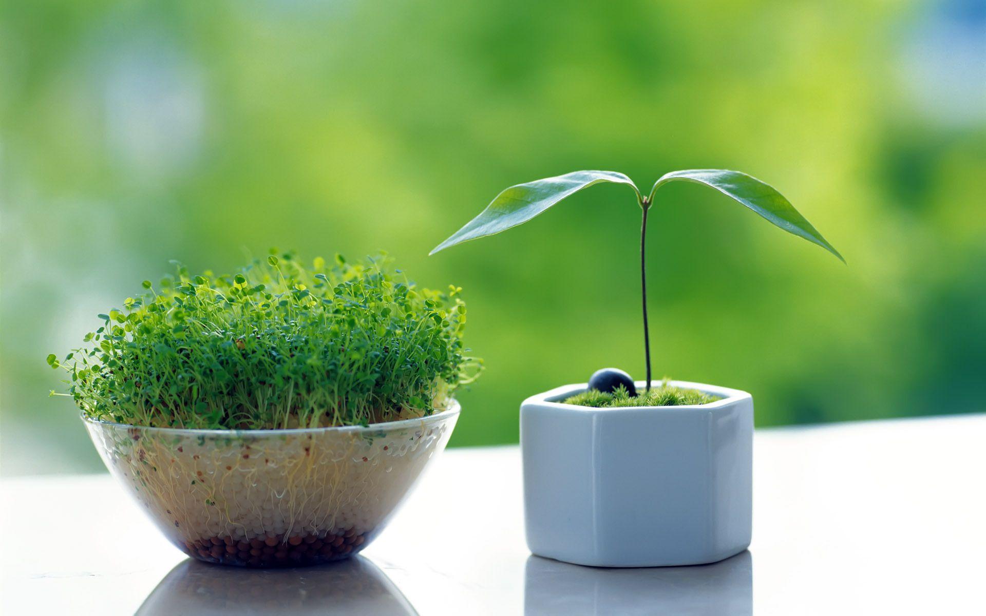 1920x1200 Potted Plant Wallpaper. Spotted Wallpaper, Potted Plant Wallpaper and Spotted Jellyfish Wallpaper