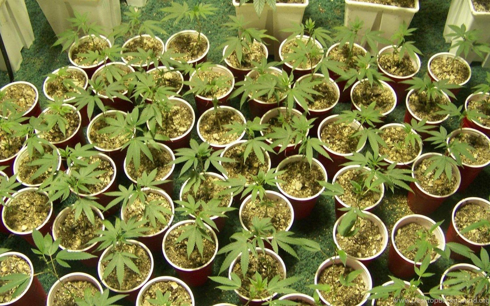 1680x1050 Marijuana Plants Potted Plant Wallpaper Desktop Background