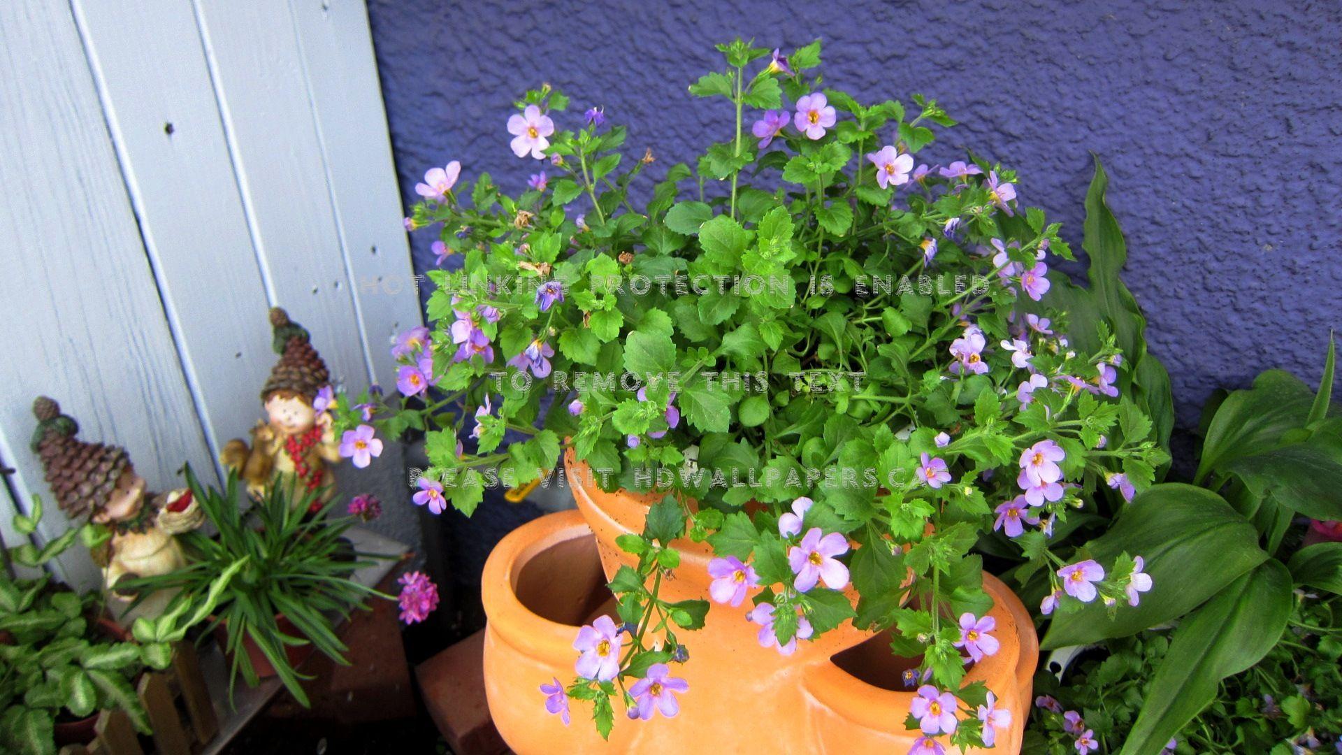 1920x1080 lovely decoration cute potted plants coffee