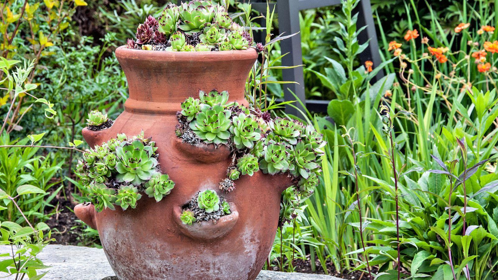 1600x900 How to Plant a Strawberry Pot