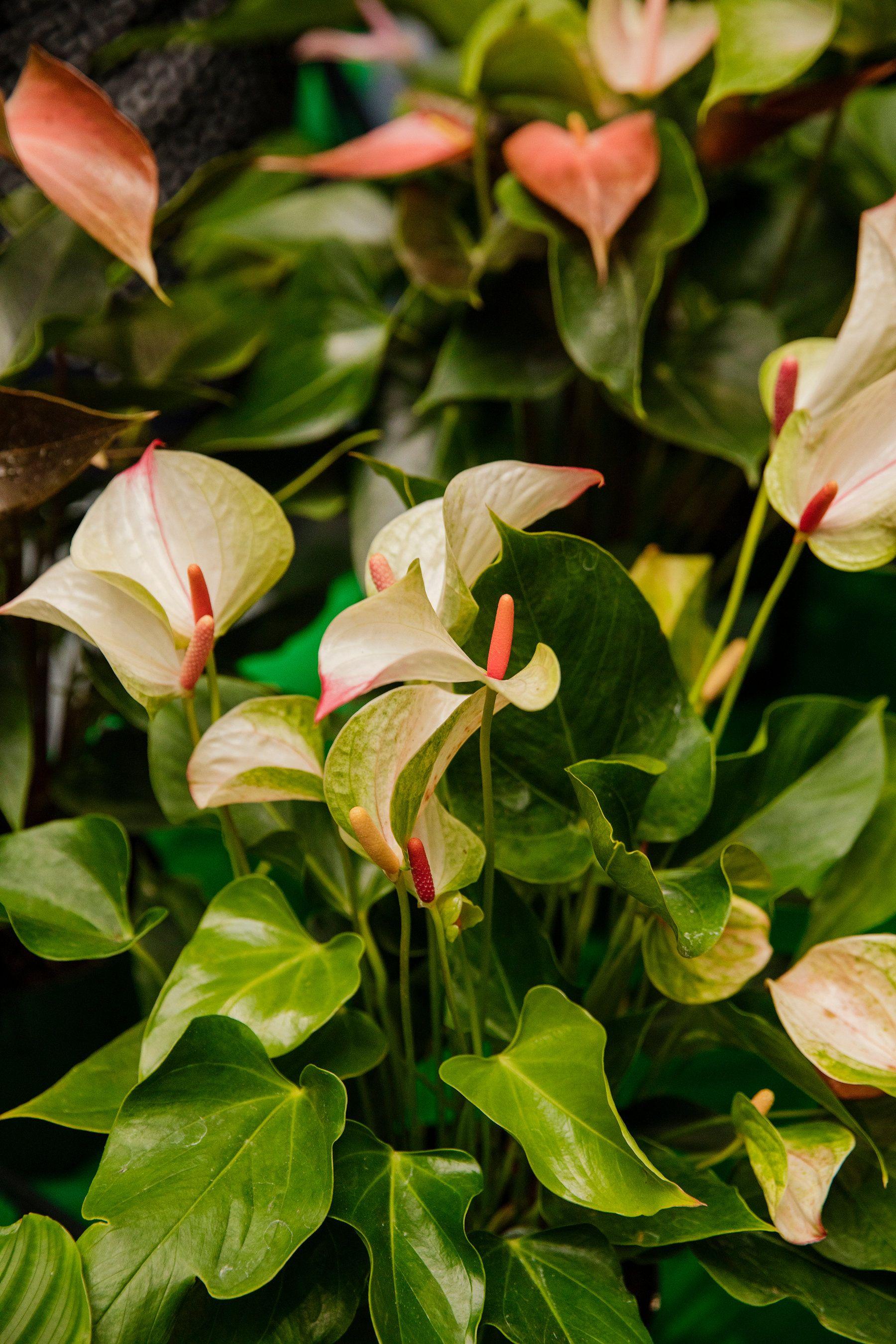 1800x2700 How Much Would You Pay for a Houseplant?