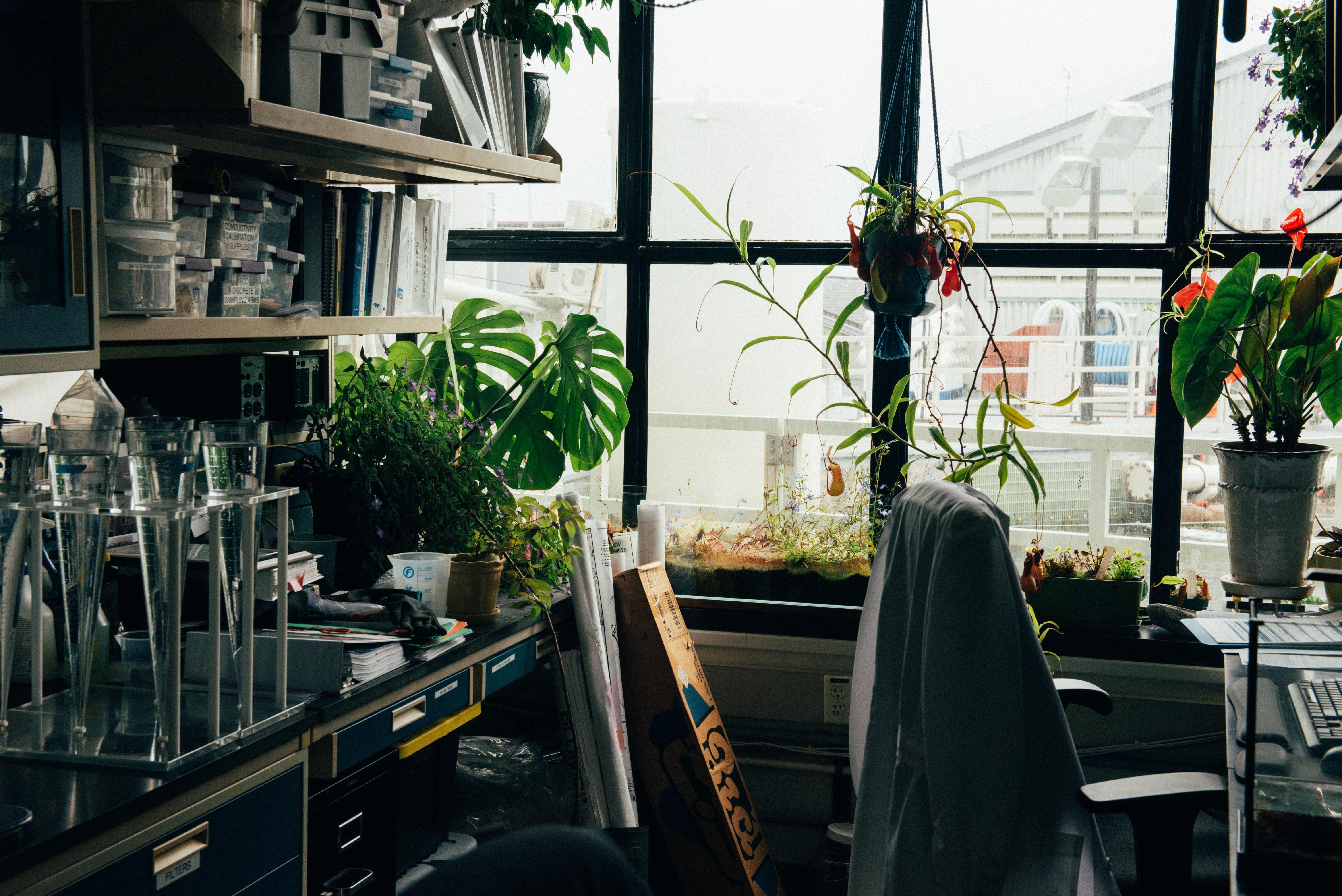 6016x4016 6016x4016 #Free image, #archive, #chair, #workplace, #lab, #potted plant, #plants, #pot, #workspace, #botanical, #window, #laboratory, #green city, #botanic, #flower, #interior, #green, #office, #plant, #glass, #shelves. Mocah.org HD Wallpaper