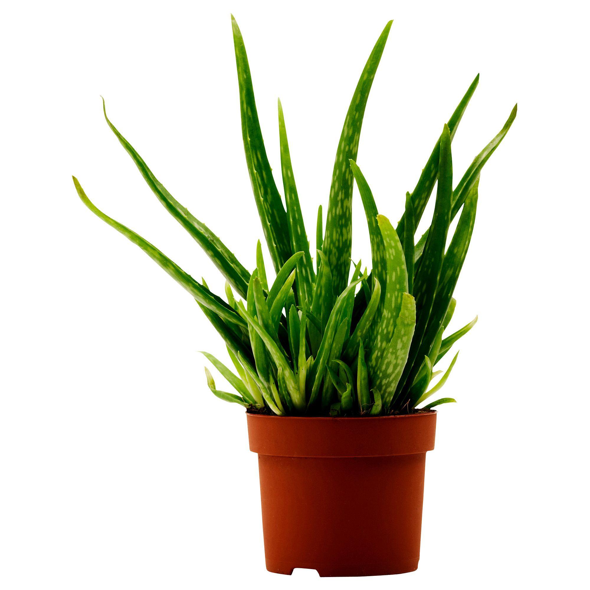 2000x2000 Plant wallpaper, Earth, HQ Plant pictureK Wallpaper 2019