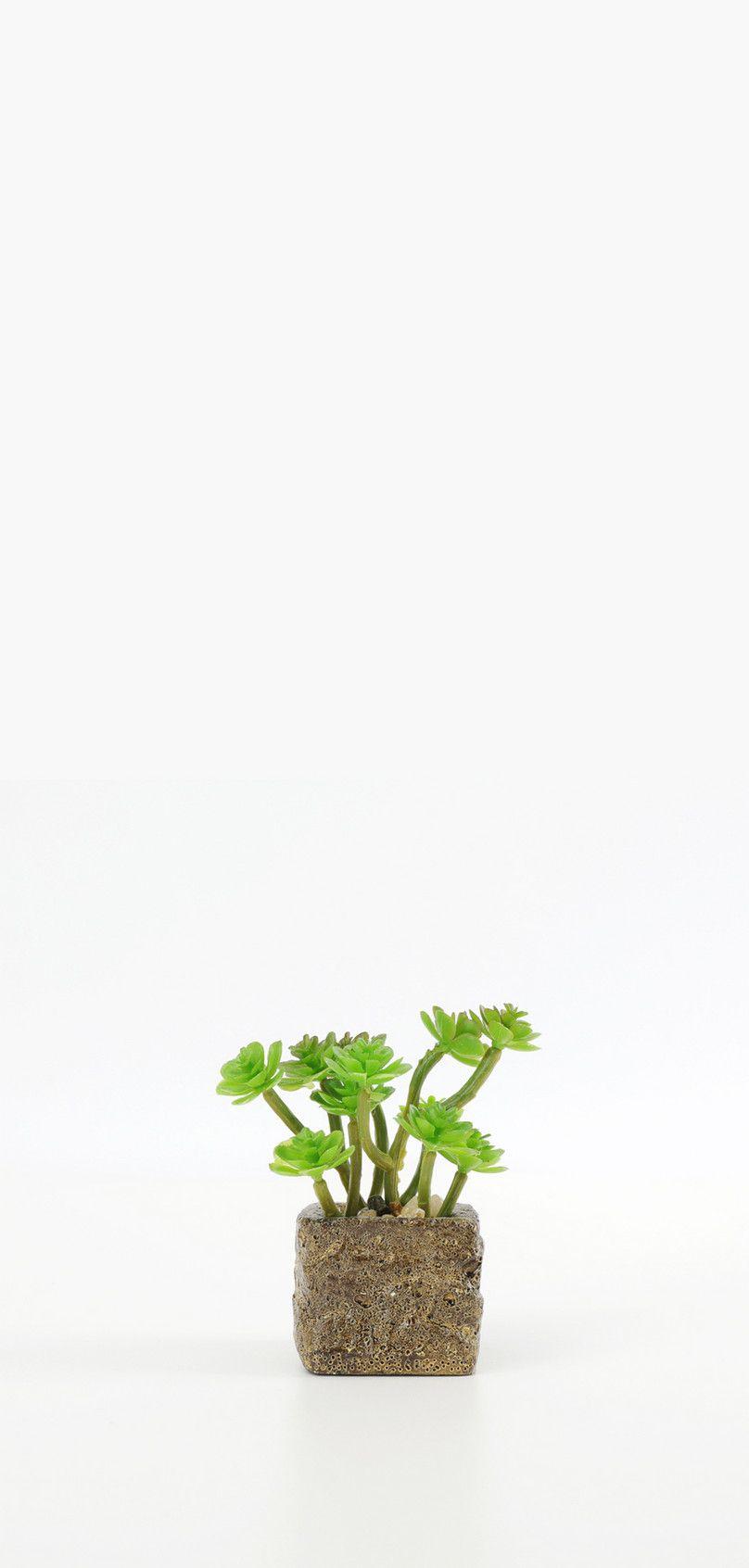 808x1692 Potted Mobile Phone Wallpaper Background Image Free Download 400295428