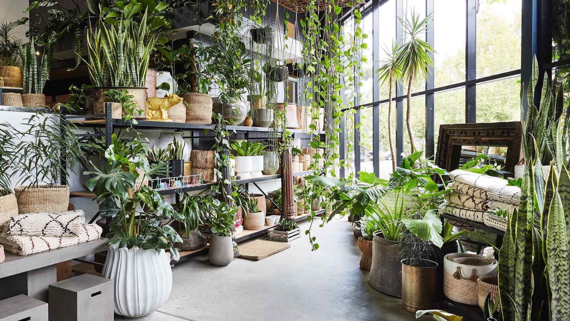 1920x1080 The Best Places to Buy Plants in Sydney Playground. Concrete Playground Sydney