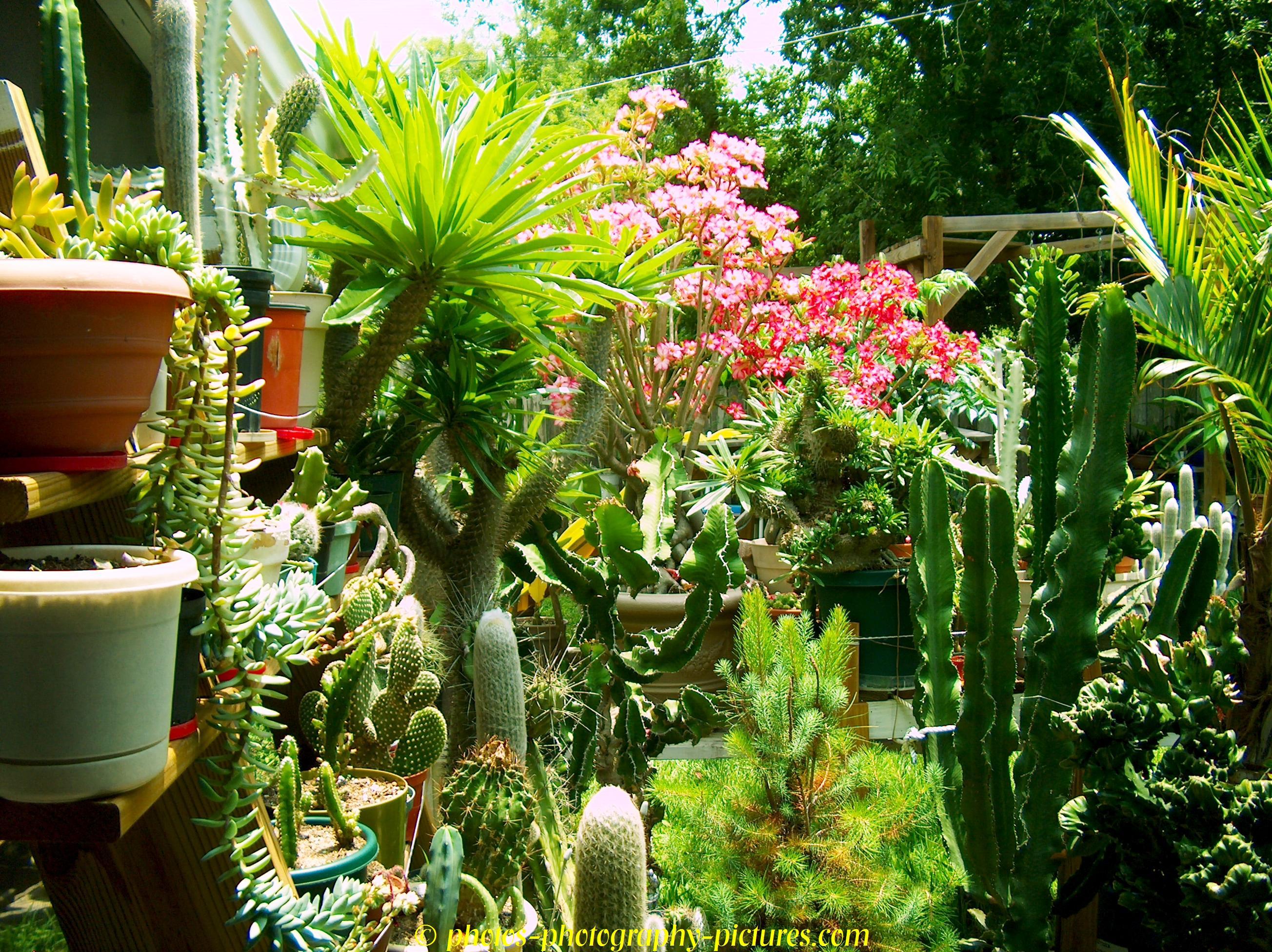 2608x1952 potted plants houseplants jungle plants 1