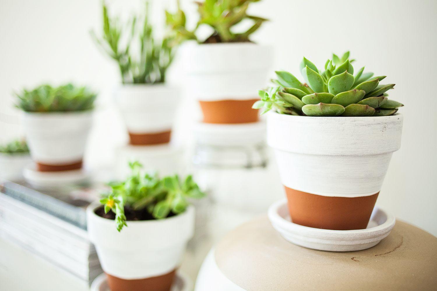 1500x1000 Succulents Wallpaper. Succulents Wallpaper, Succulents Pots Wallpaper and Watercolor Succulents Wallpaper