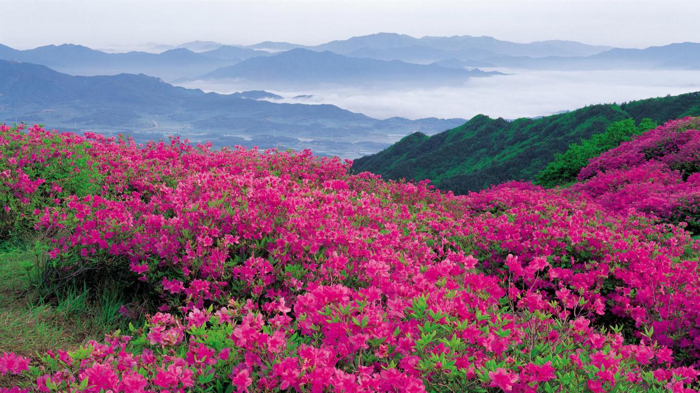 1366x768 Flower Field wallpaperx768