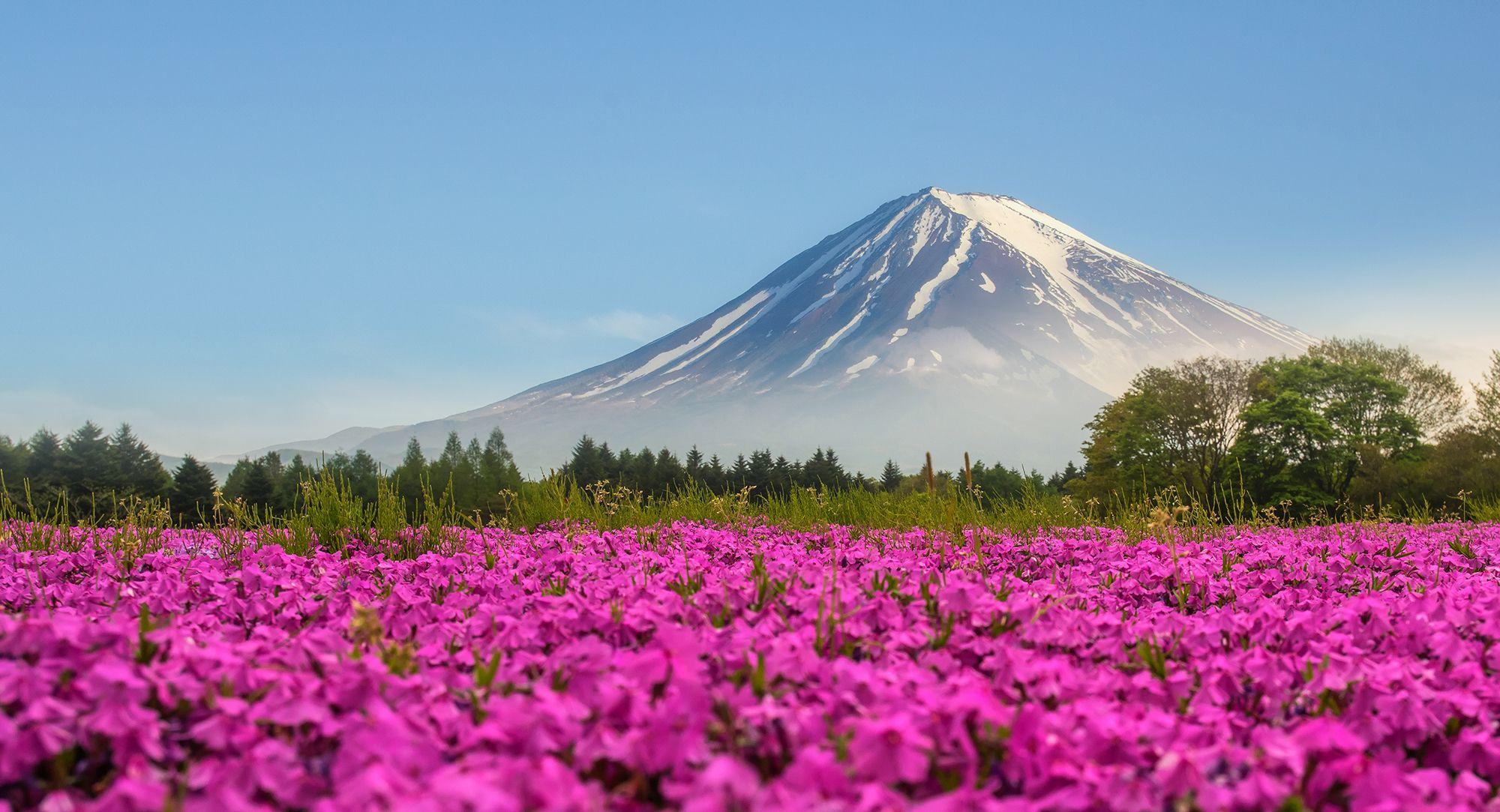 2000x1083 Pink Flower Field with Mount Fuji in Background HD Wallpaper
