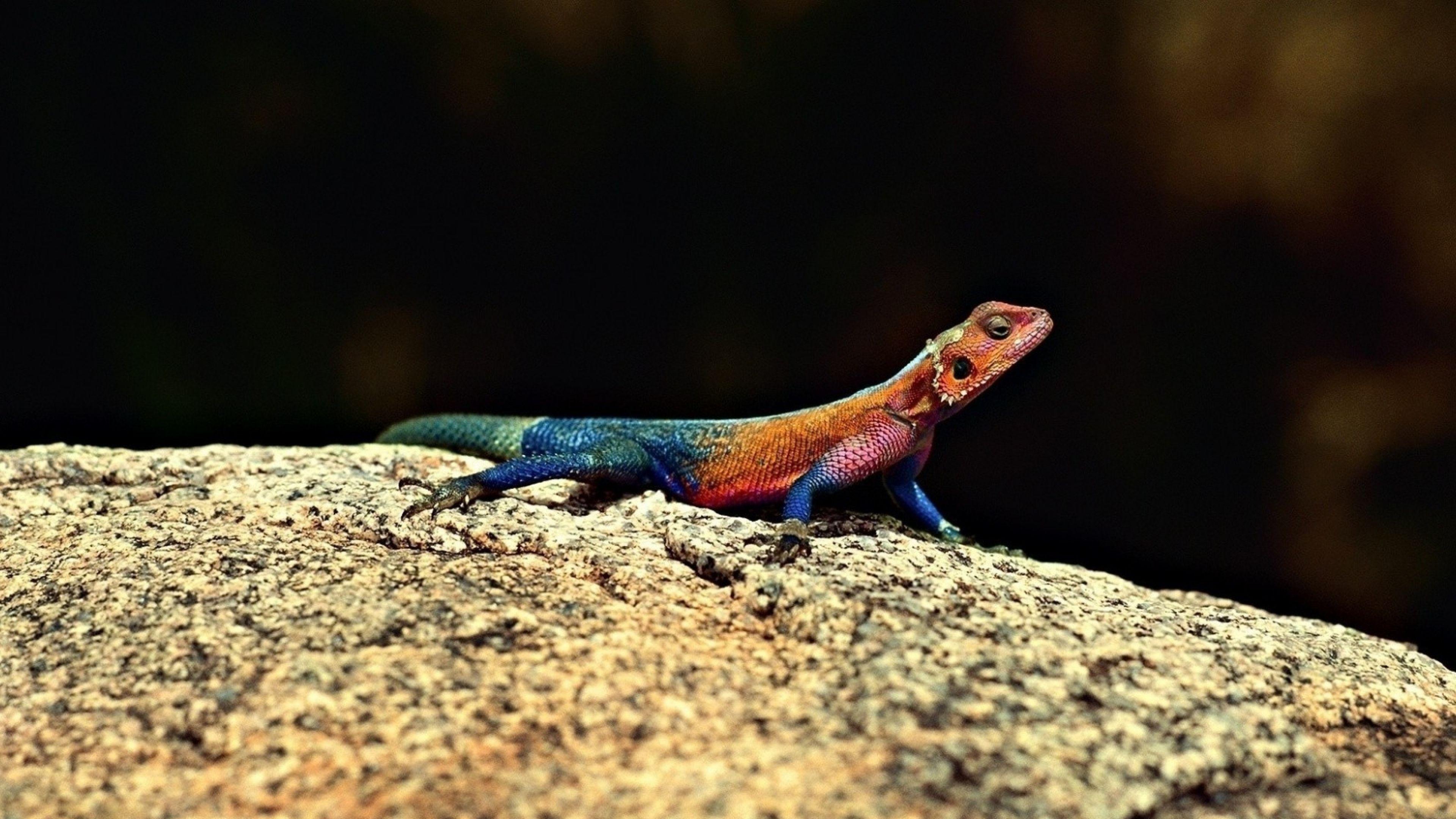 3840x2160 Terrific Reptile Desktop Background Glamour Excellent Reptile