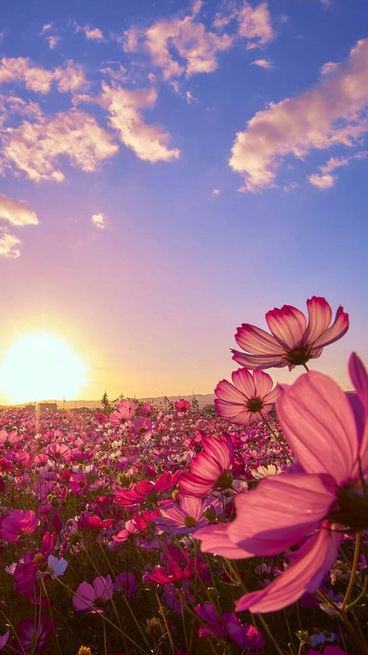720x1280 Flower Field wallpaper