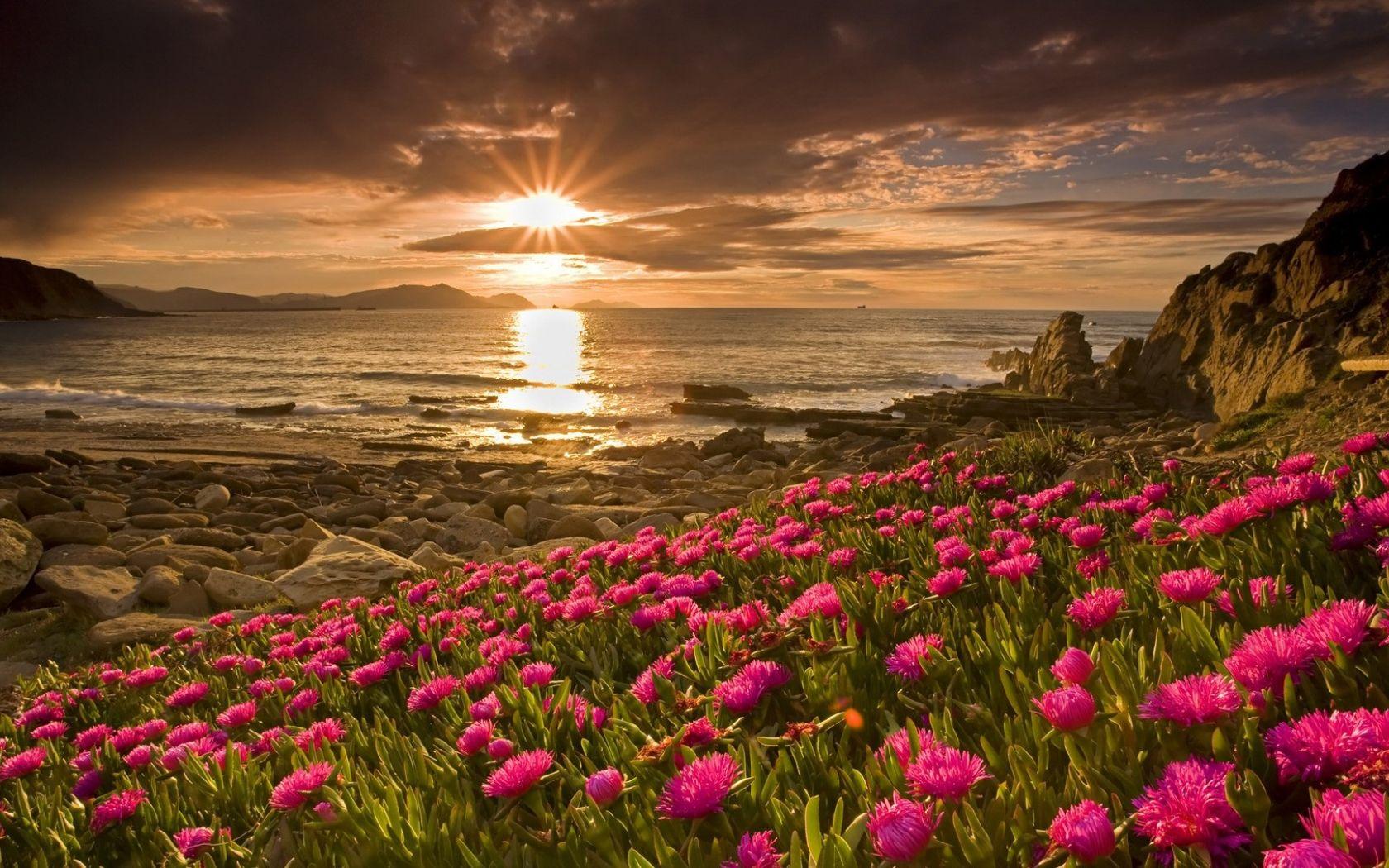 1680x1050 Free download Wallpaper Flowers Pretty Flower Field Wallpaper [1920x1080] for your Desktop, Mobile & Tablet. Explore Flower Field Wallpaper. Fields Wallpaper