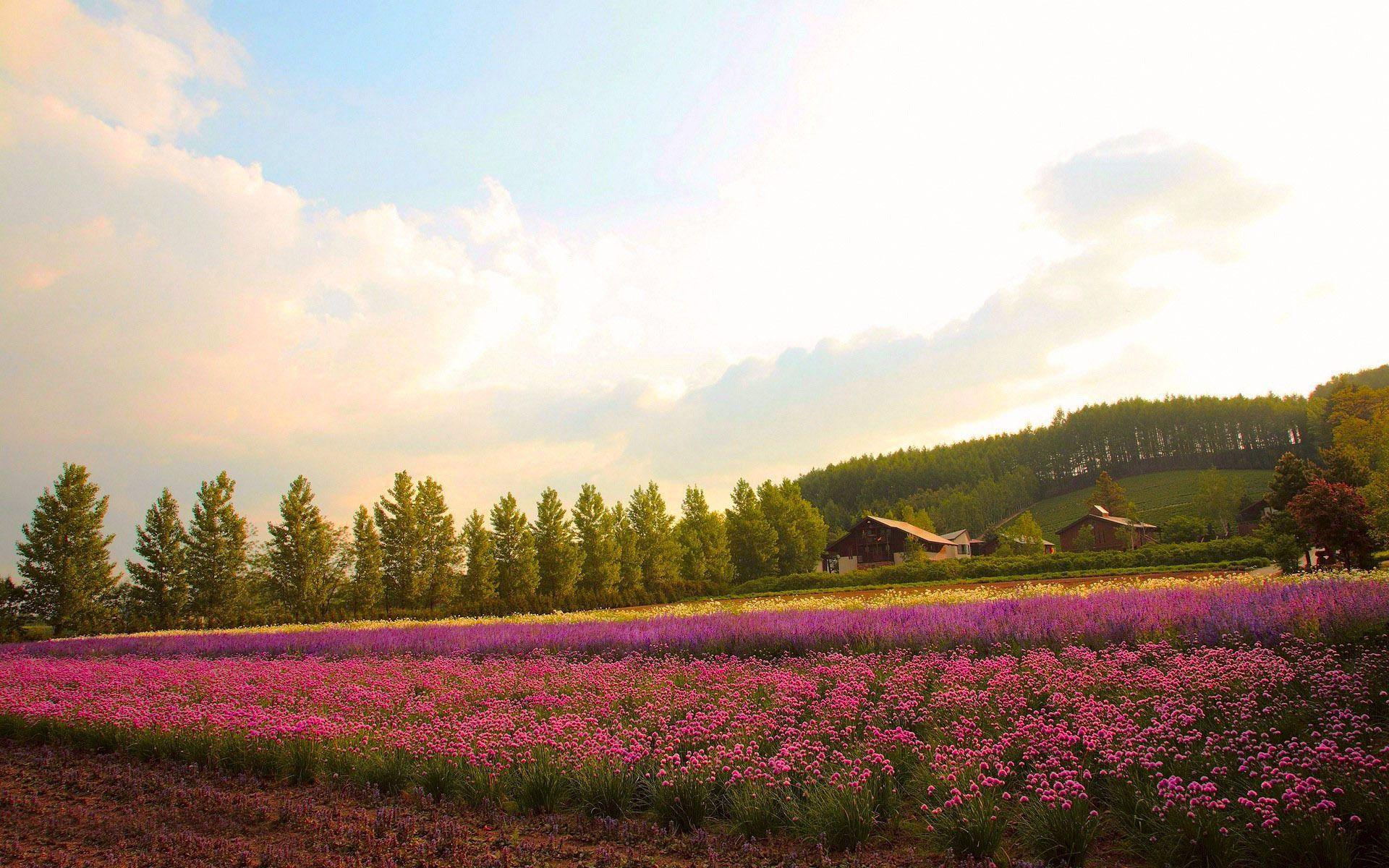 1920x1200 Flower Field Wallpaper 42766 1920x1200px