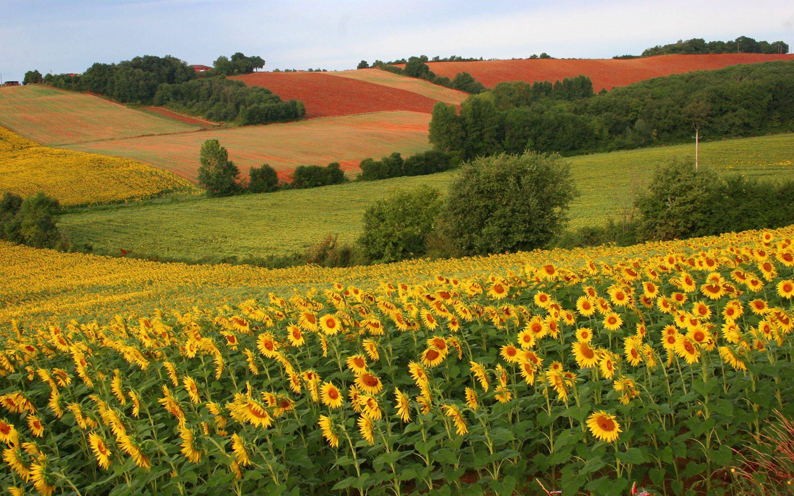 2560x1600 Sun flower field wallpaper. Sun flower field