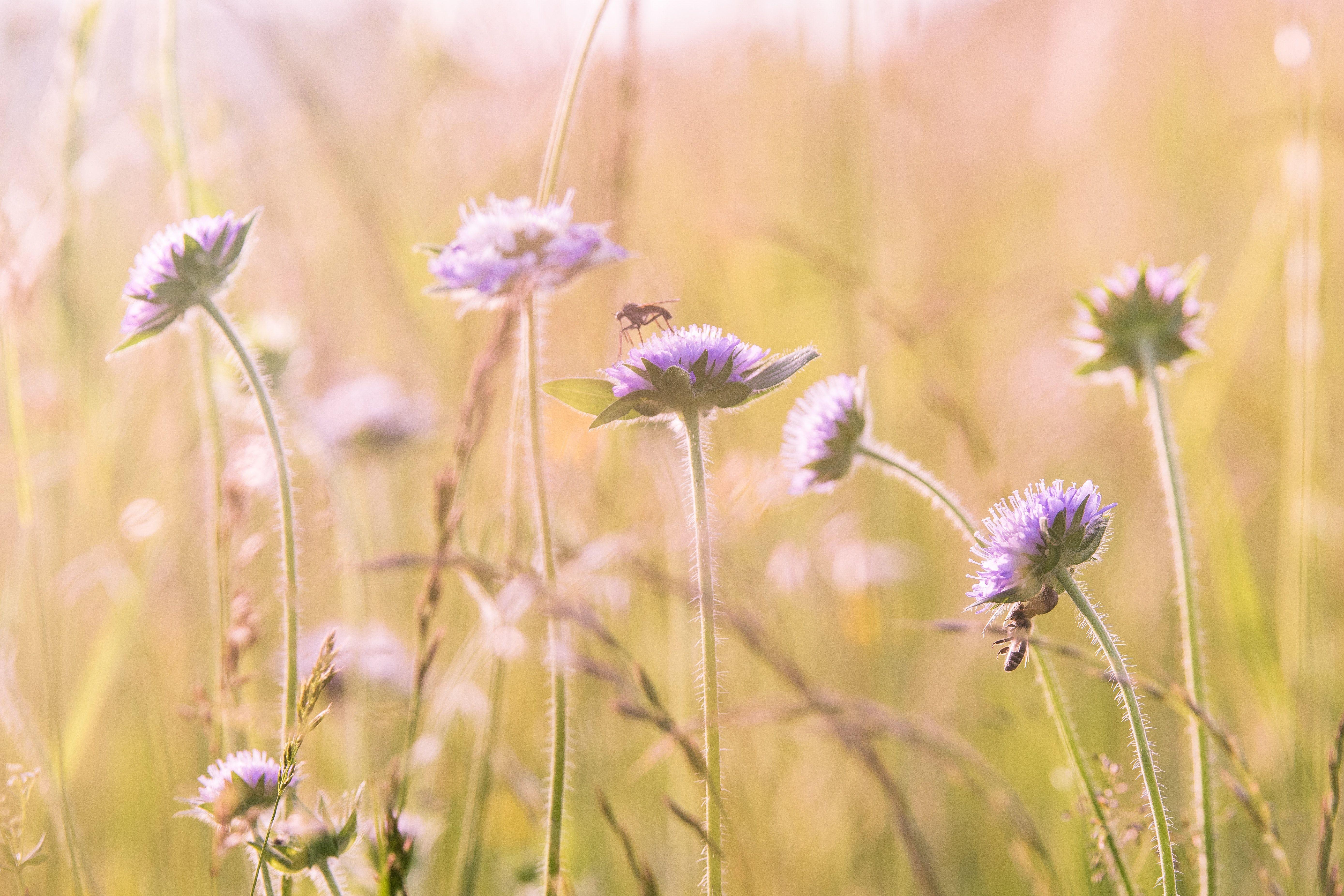 5556x3704 Free photo: Purple Flower Field, Blossom, Field