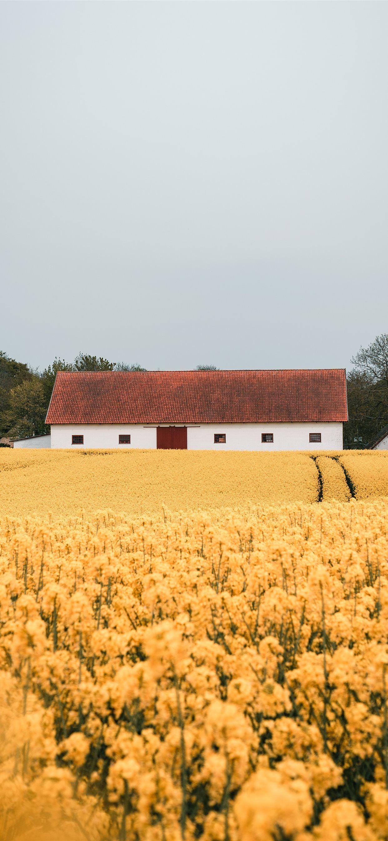 1242x2688 yellow petaled flower field during daytime iPhone X Wallpaper Free Download