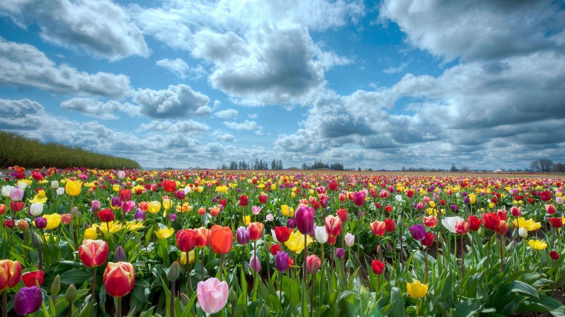 1920x1080 Flower fields Wallpaper