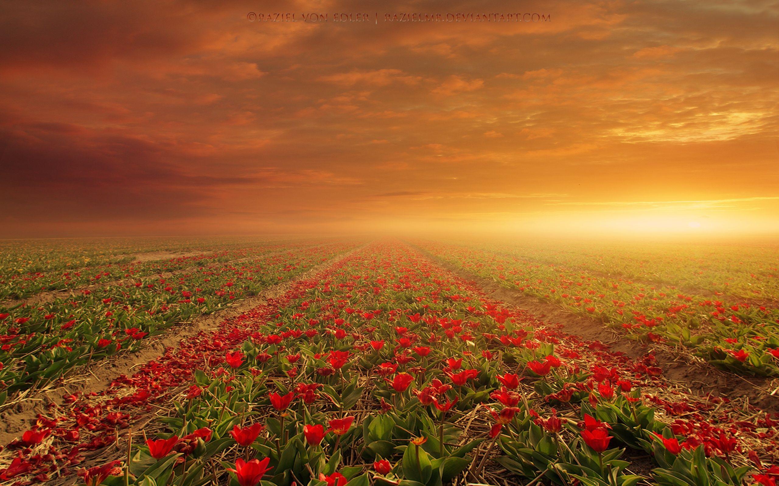 2560x1600 Flower Fields Wallpaper in jpg format for free download