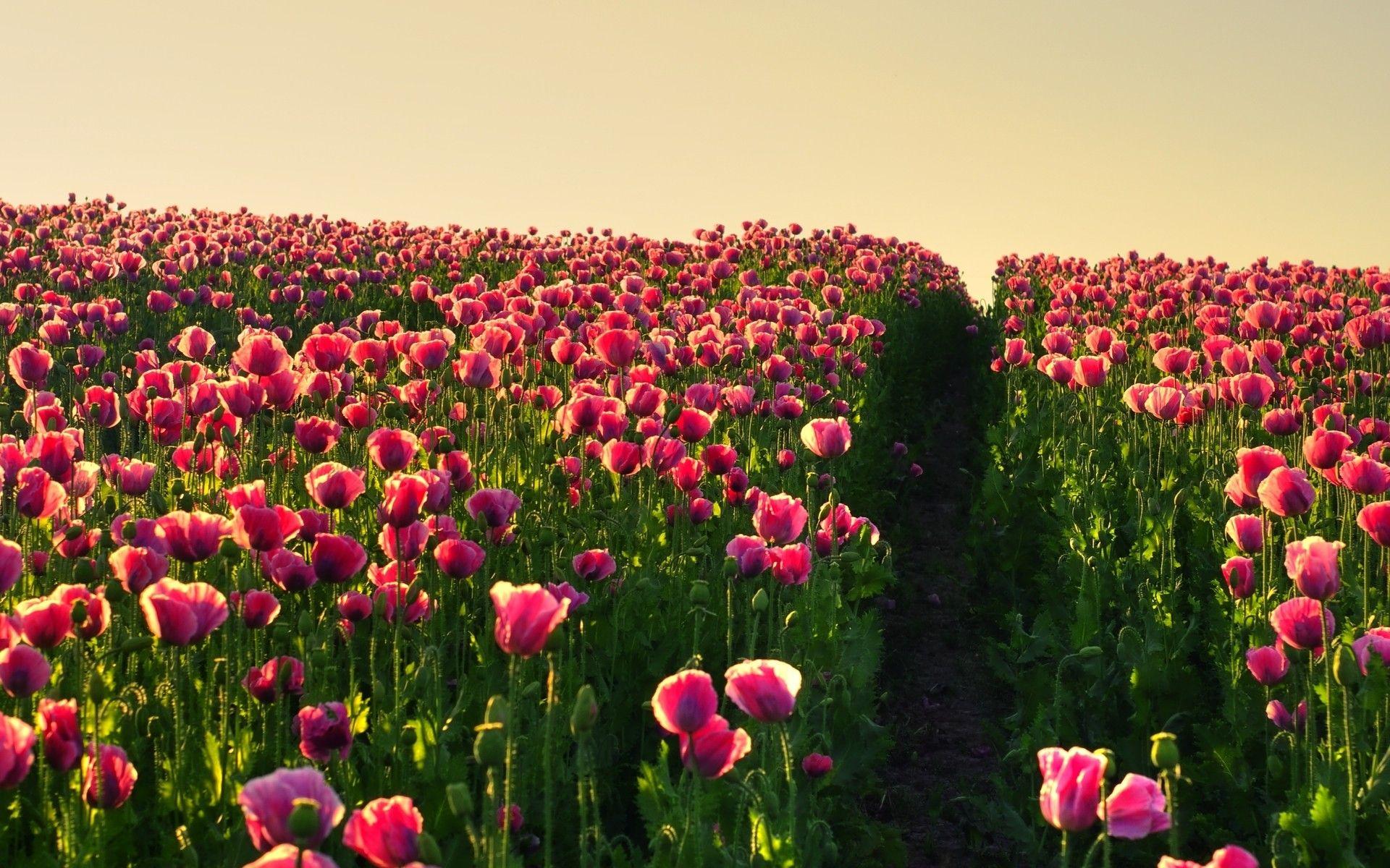 1920x1200 Top Flower Field HQ Picture, Flower Field WD 33 Wallpaper