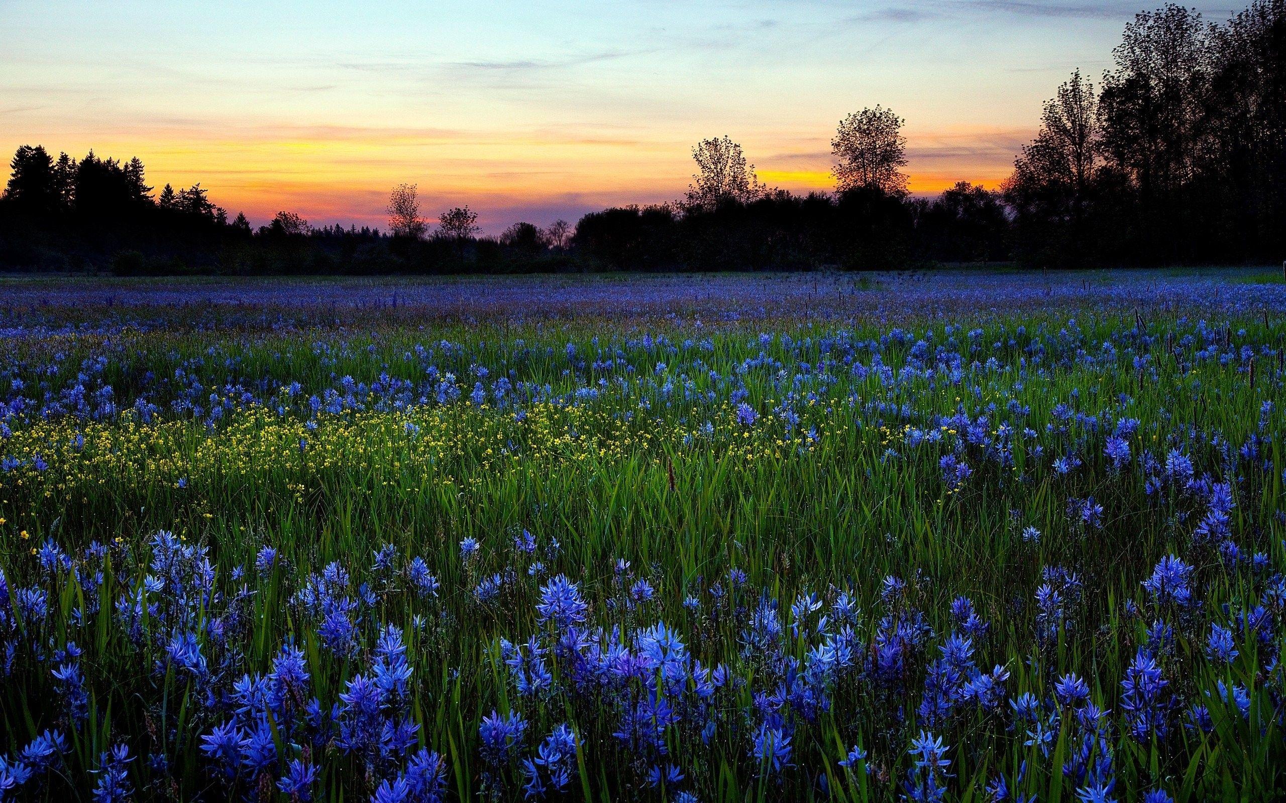 2560x1600 Grass, Picture, Beautiful Flower Wallpaper, landscapes Download, Flowers, Flower Field, Love, Botanic, 2560x1600