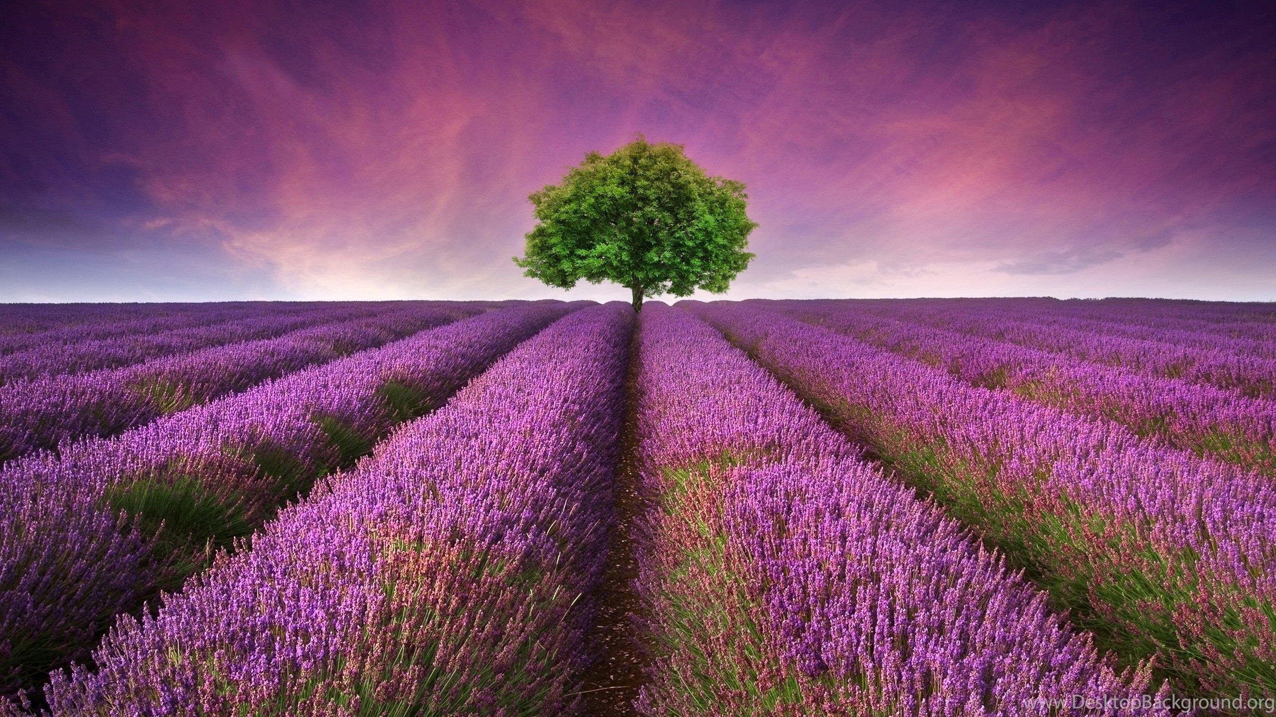 2560x1440 Lavender Flower Field HD Wallpaper For Desktop & Mobile Desktop Background