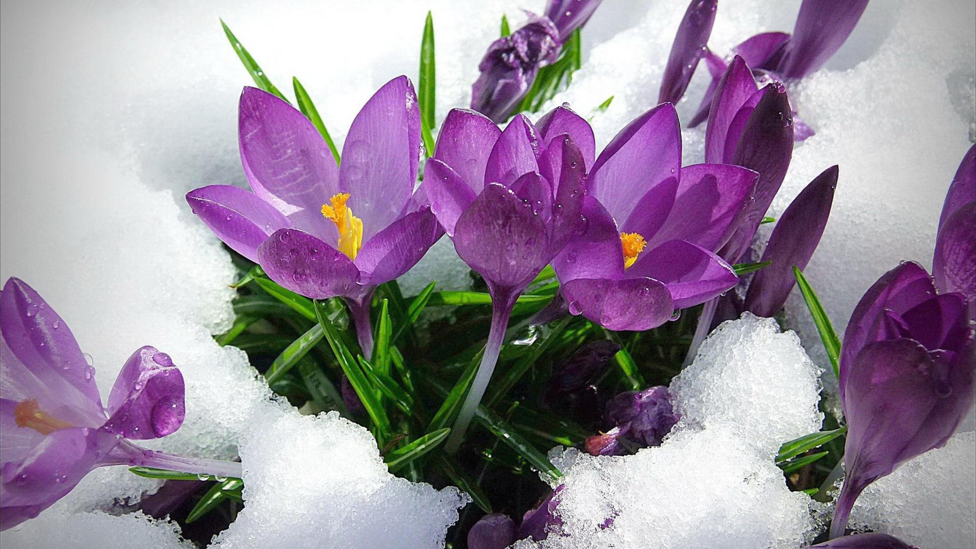 1920x1080 Free download Related For Early Spring Wallpaper [1920x1080] for your Desktop, Mobile & Tablet. Explore Early Spring Wallpaper. Spring Scenes Wallpaper, Free Wallpaper for Desktop Spring, Early Spring Free Wallpaper