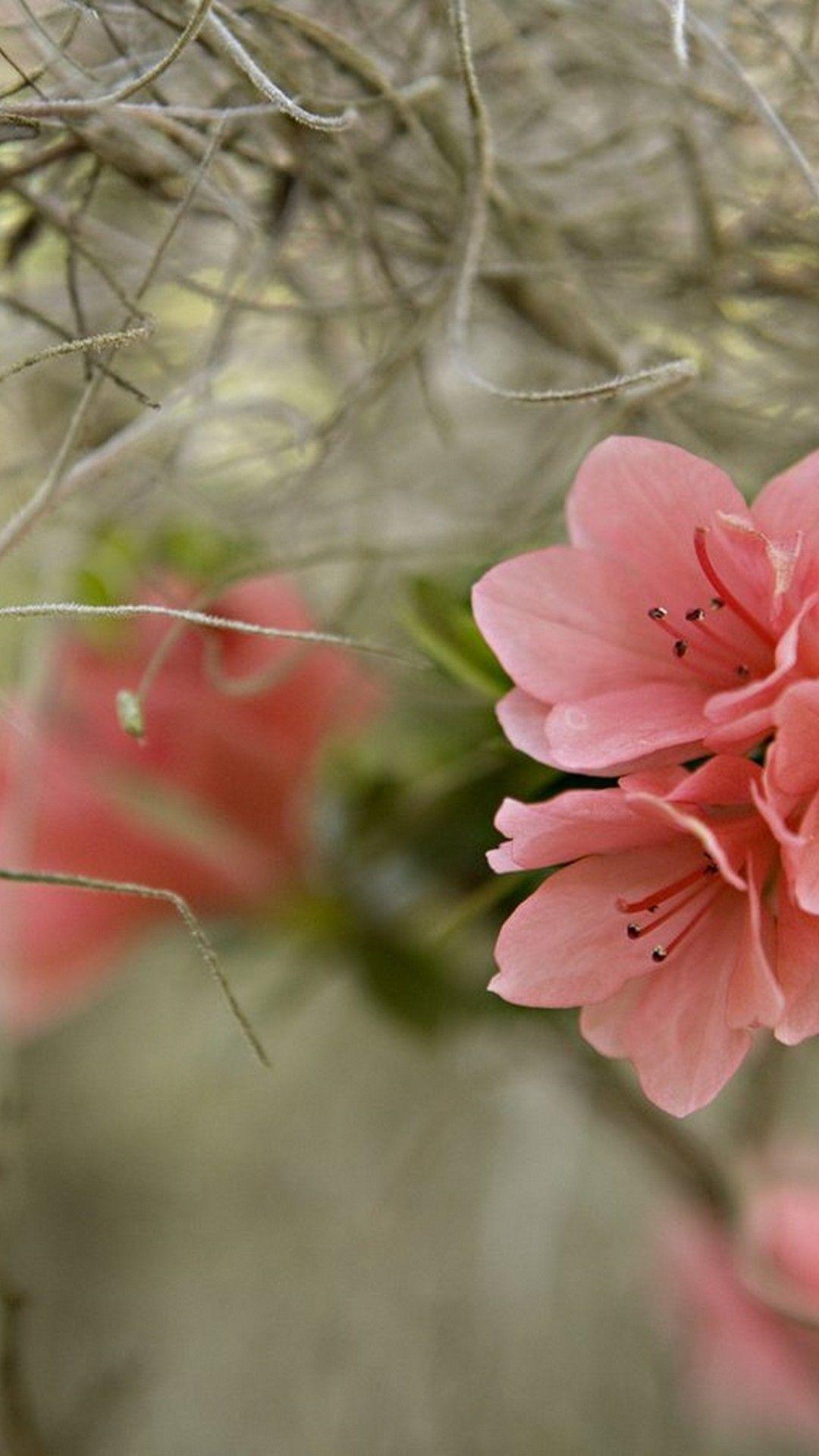 1080x1920 Early Spring Phone Wallpaper Phone Wallpaper HD