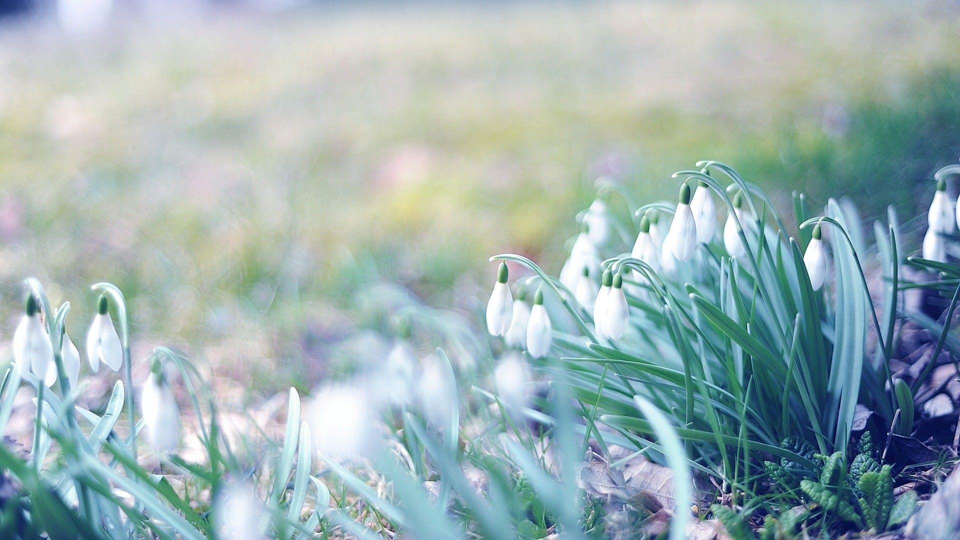 1920x1080 Spring Wallpaper