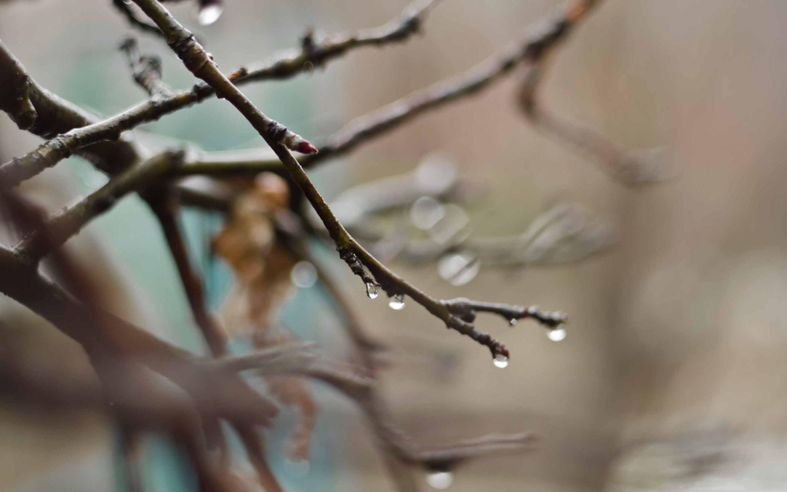 2560x1600 Early Spring MacBook Air Wallpaper Download