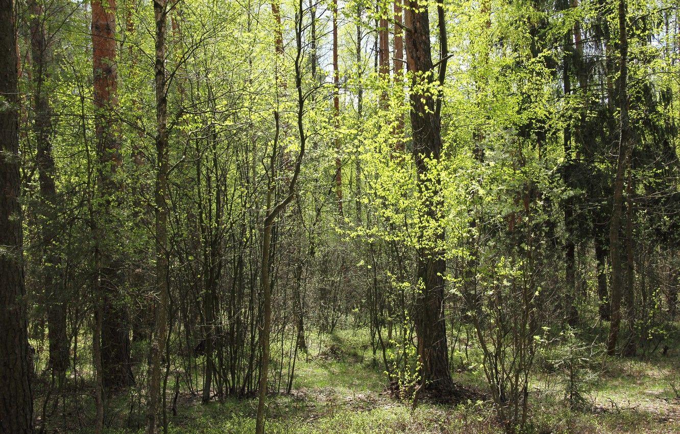 1332x850 Wallpaper greens, forest, trees, nature, spring, bright, green, Sunny, the edge, happily, early spring image for desktop, section природа