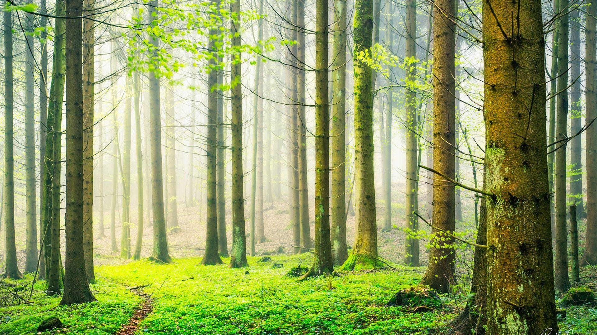 1920x1080 High Definition Wallpaper wallpaper: Switzerland Spring Nature Forest Scenery