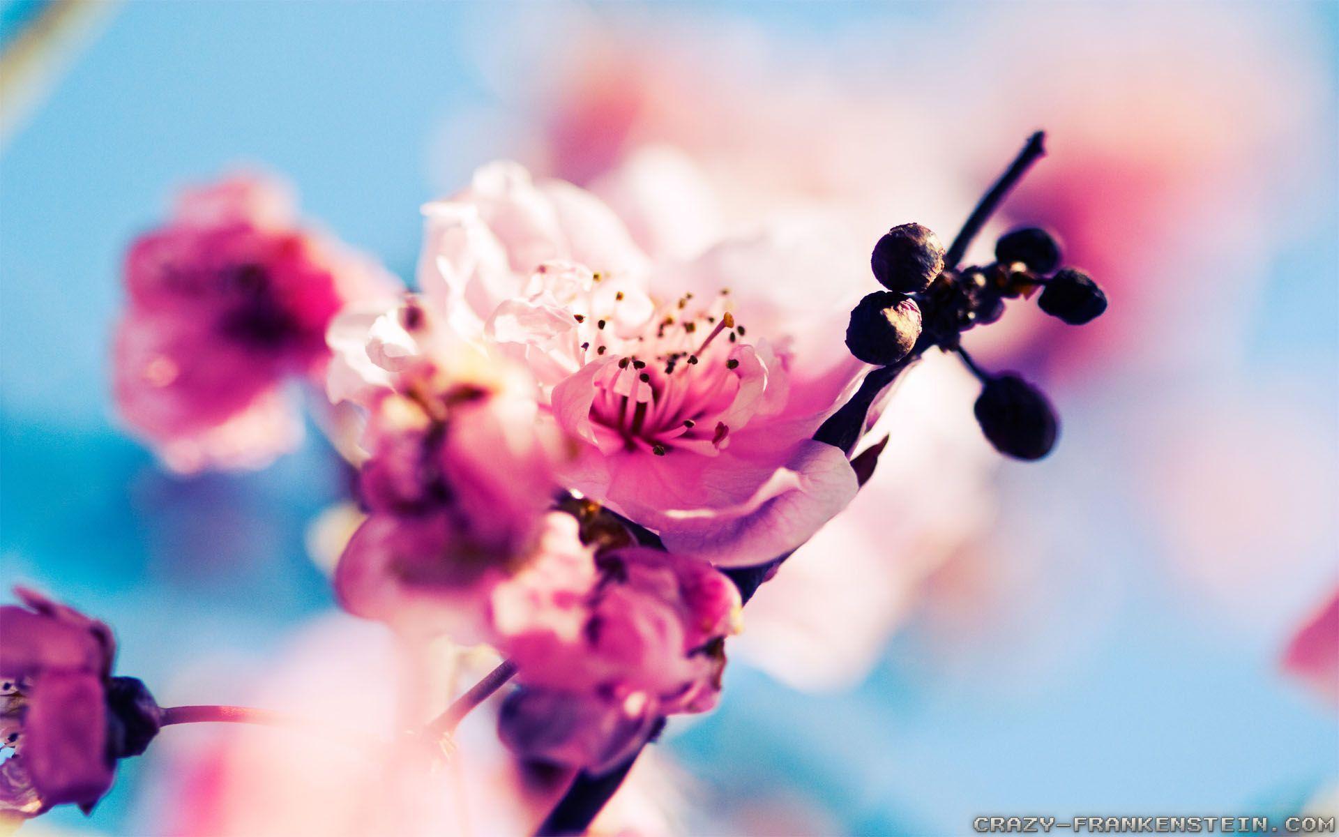 1920x1200 Early Spring wallpaper