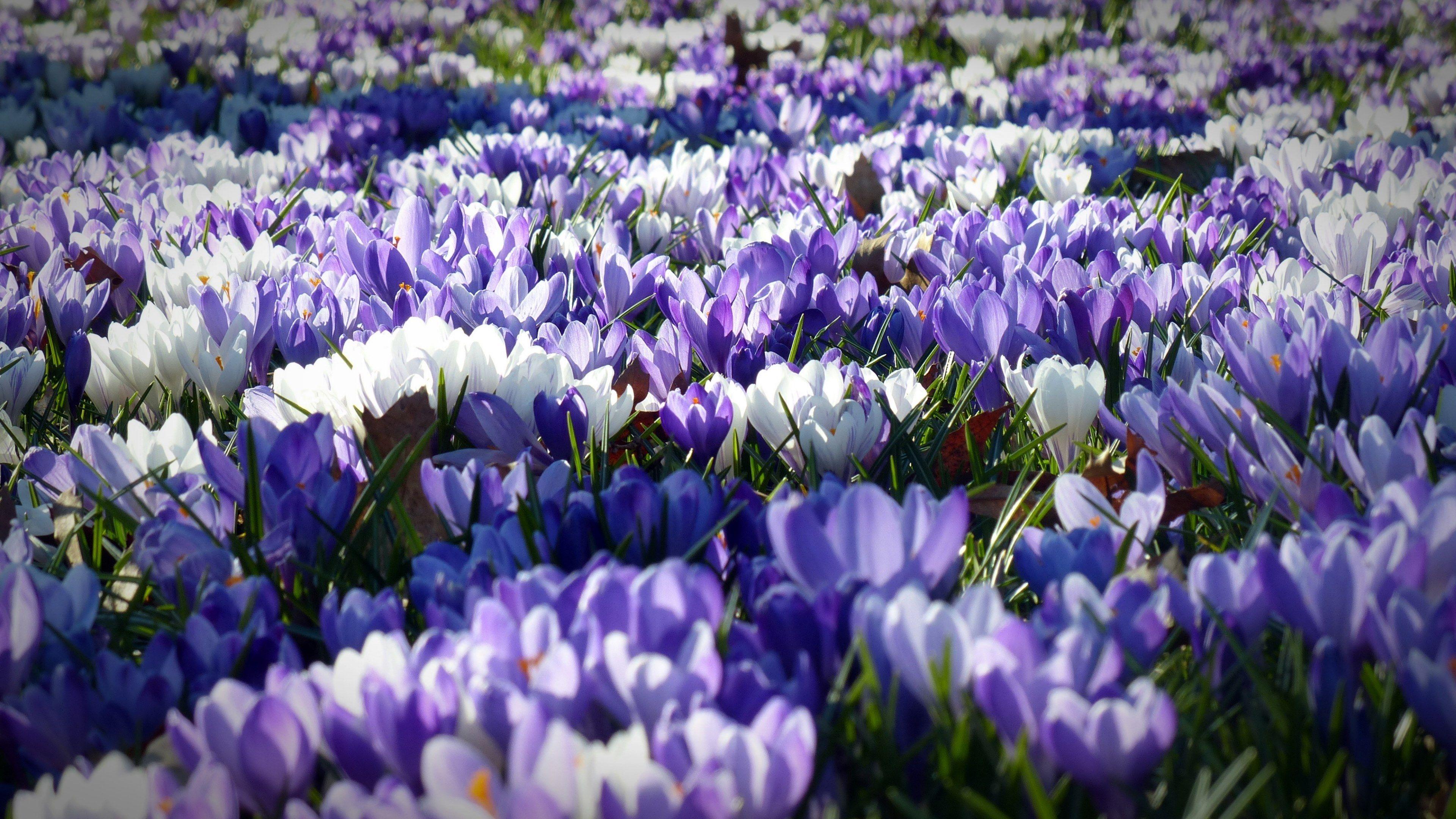 3840x2160 Wallpaper / crocus garden flowers early left awake spring 4k wallpaper