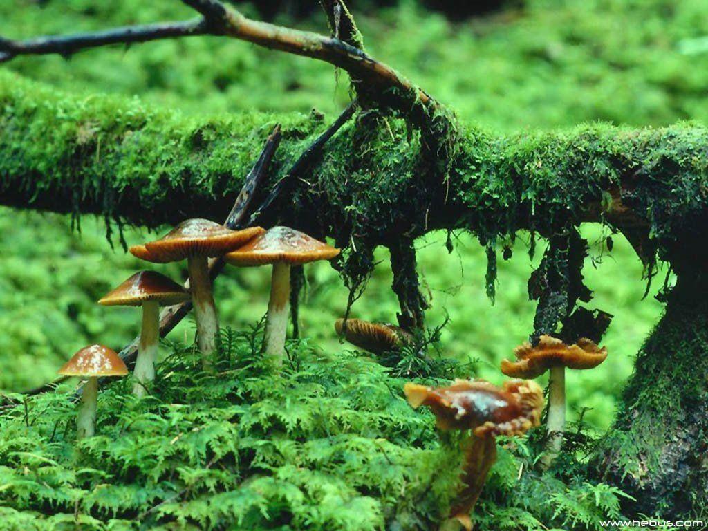 1024x768 Mushroom Wallpaper Mushroom Wallpaper Background