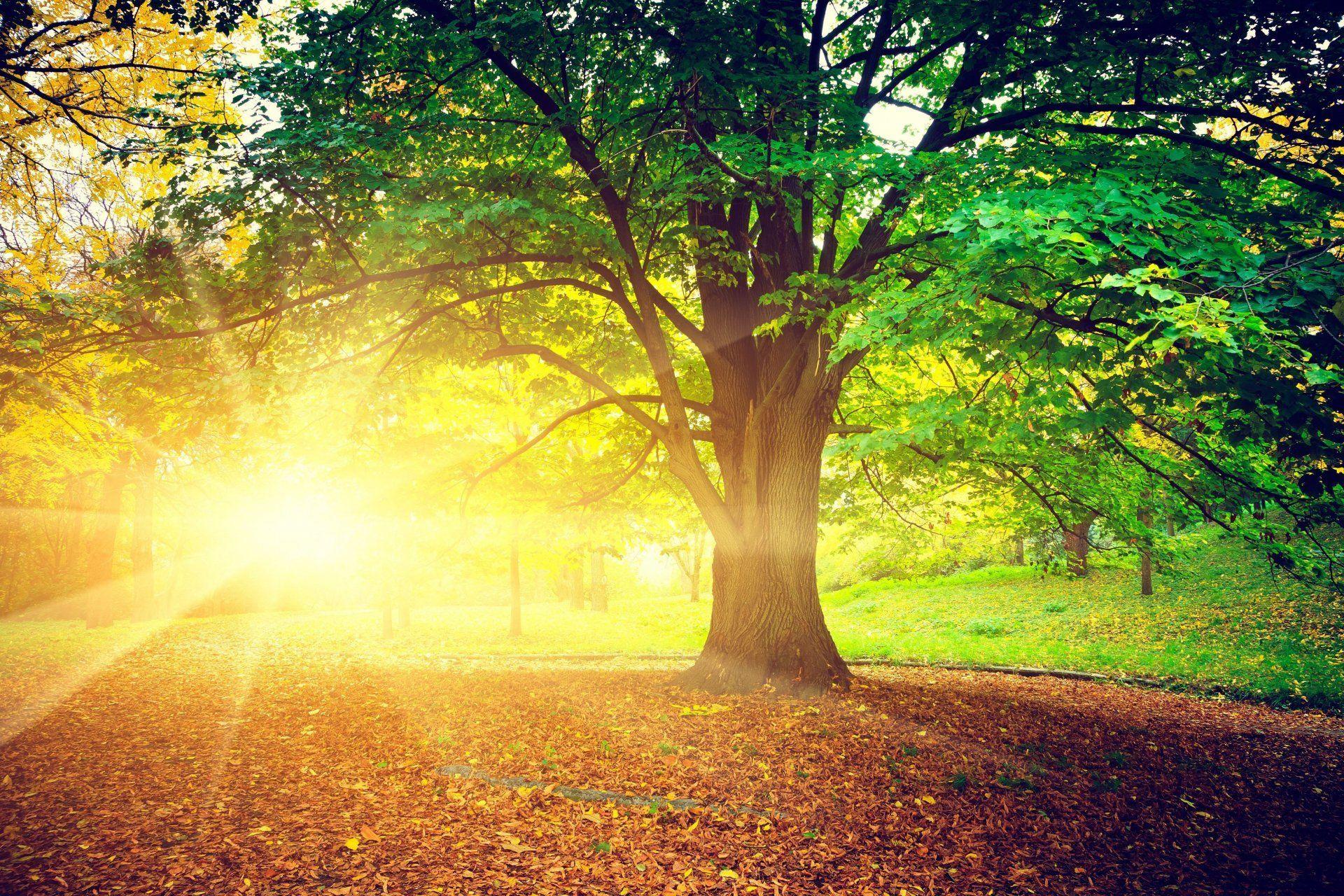 1920x1280 Free download nature tree leaves sun .