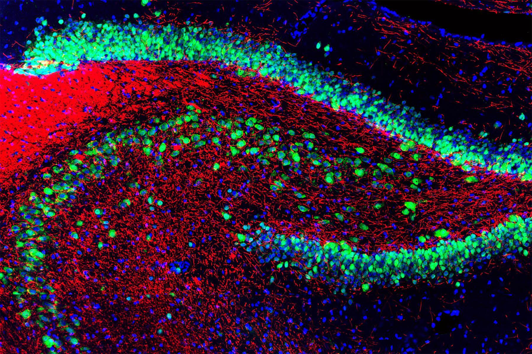 1800x1200 The Undergraduate Program in Neuroscience