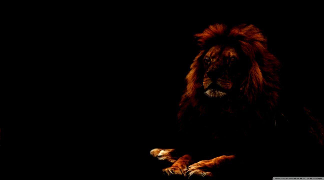 1297x721 Lion Wallpaper Desktop HD
