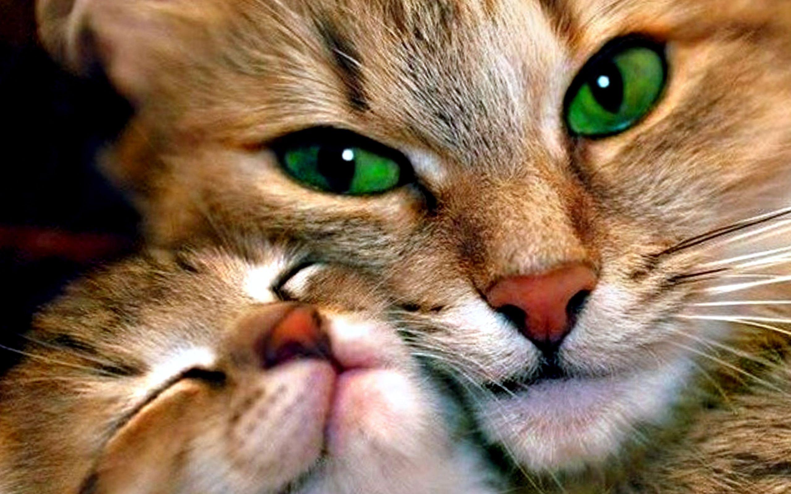 2560x1600 Mother And Child Cat Wallpaper HD / Desktop and Mobile Background